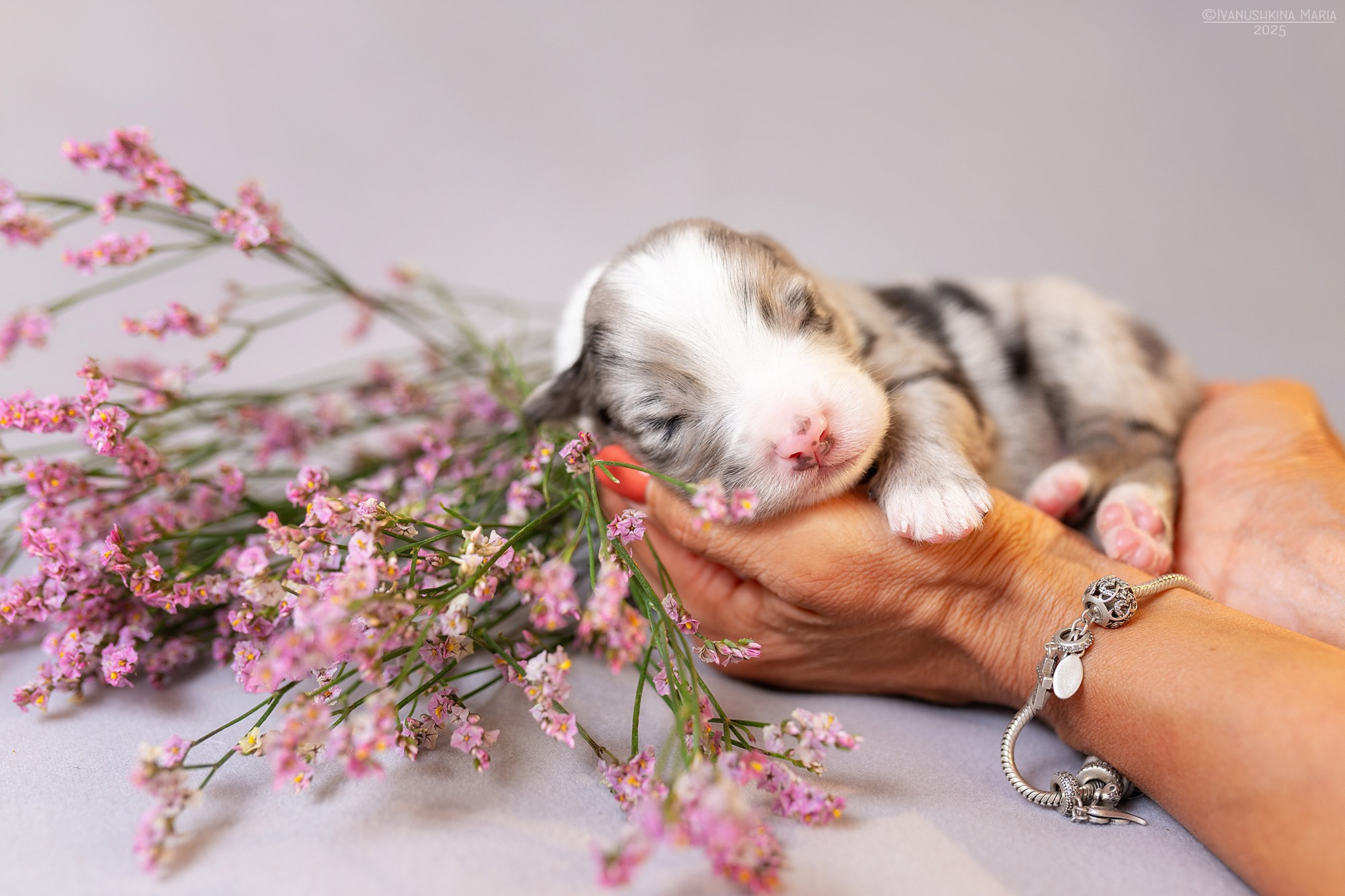 Ньюборн фотосессия щенков. Фотограф собак в Москве и Московской области Иванушкина Мария