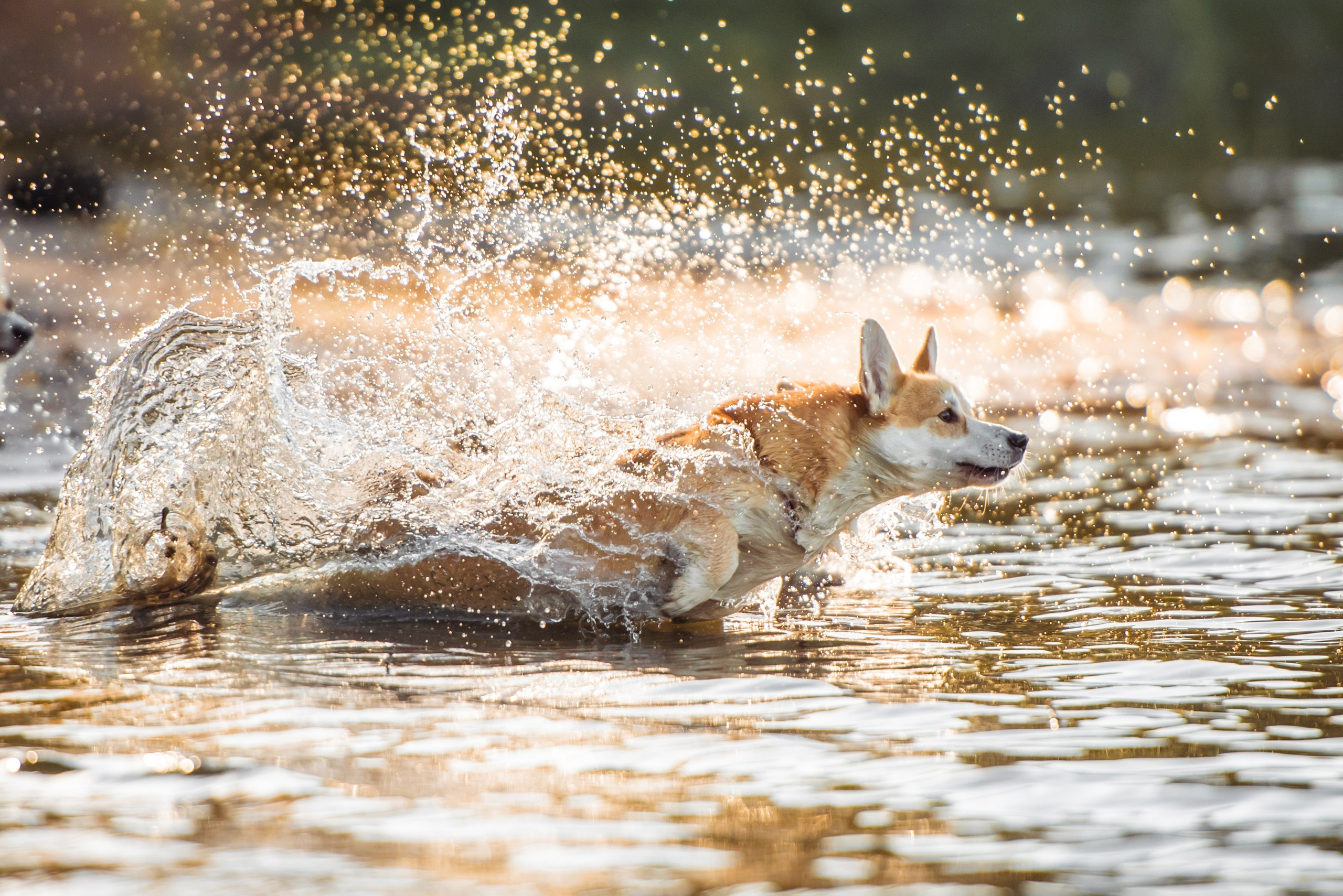 Фотограф-анималист. Фотограф собак в Москве и Московской области Иванушкина Мария