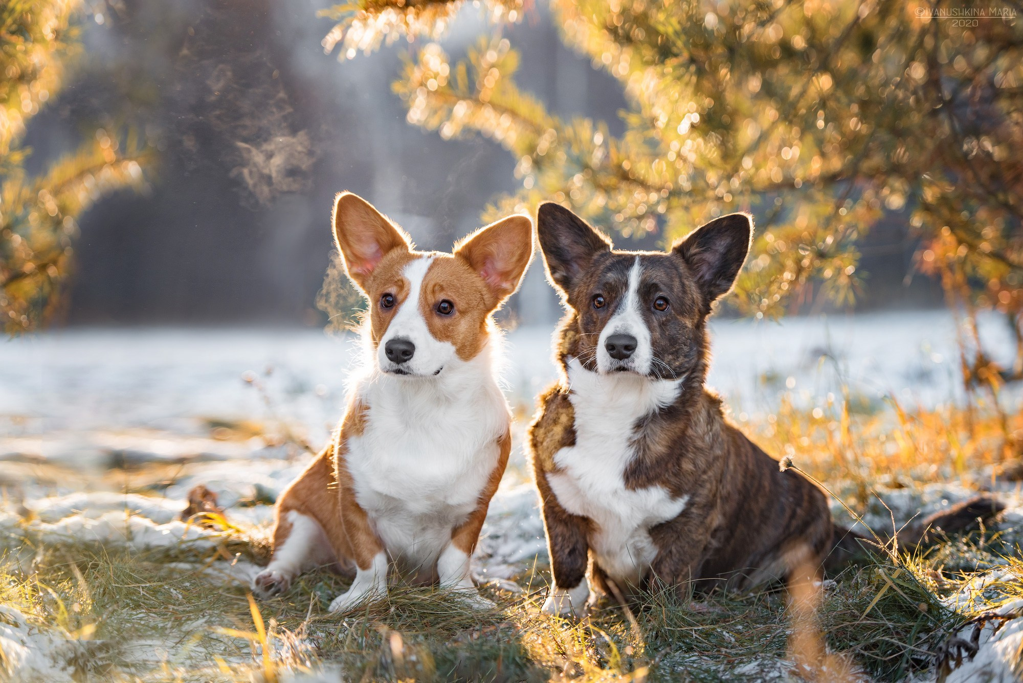 Фотограф-анималист. Фотограф собак в Москве и Московской области Иванушкина Мария