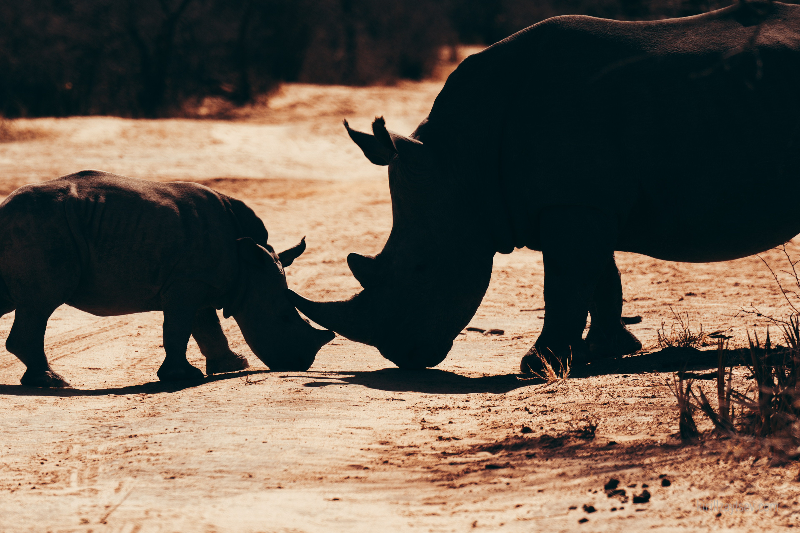 Жизнь. Профессиональный фотограф Кирилл Зайцев