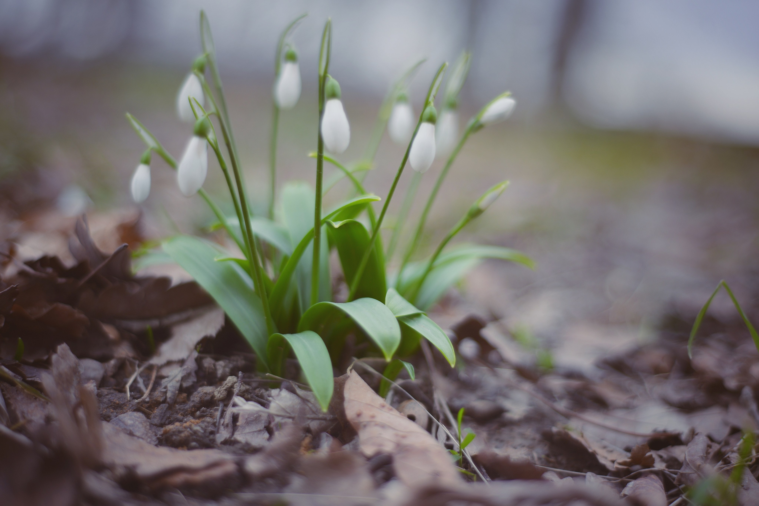 Ботаника. Фотограф • Елена Миронова