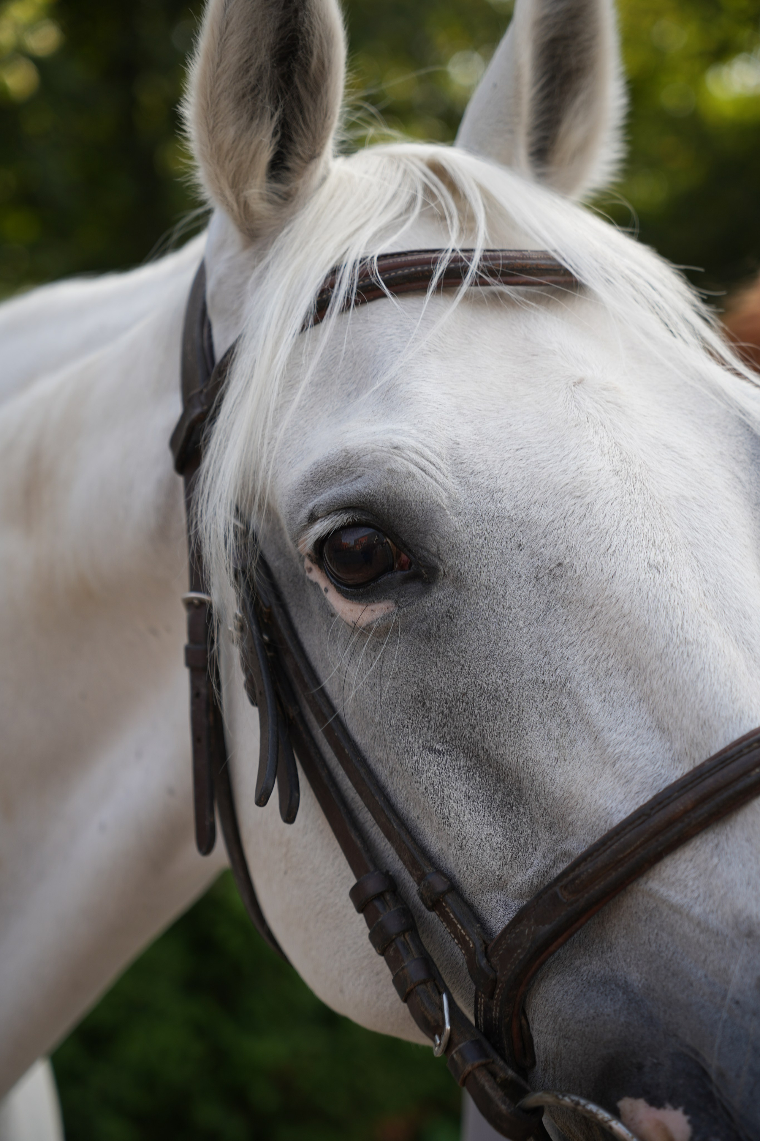 Фотосессия с лошадью. Видеограф и Фотограф в Москве