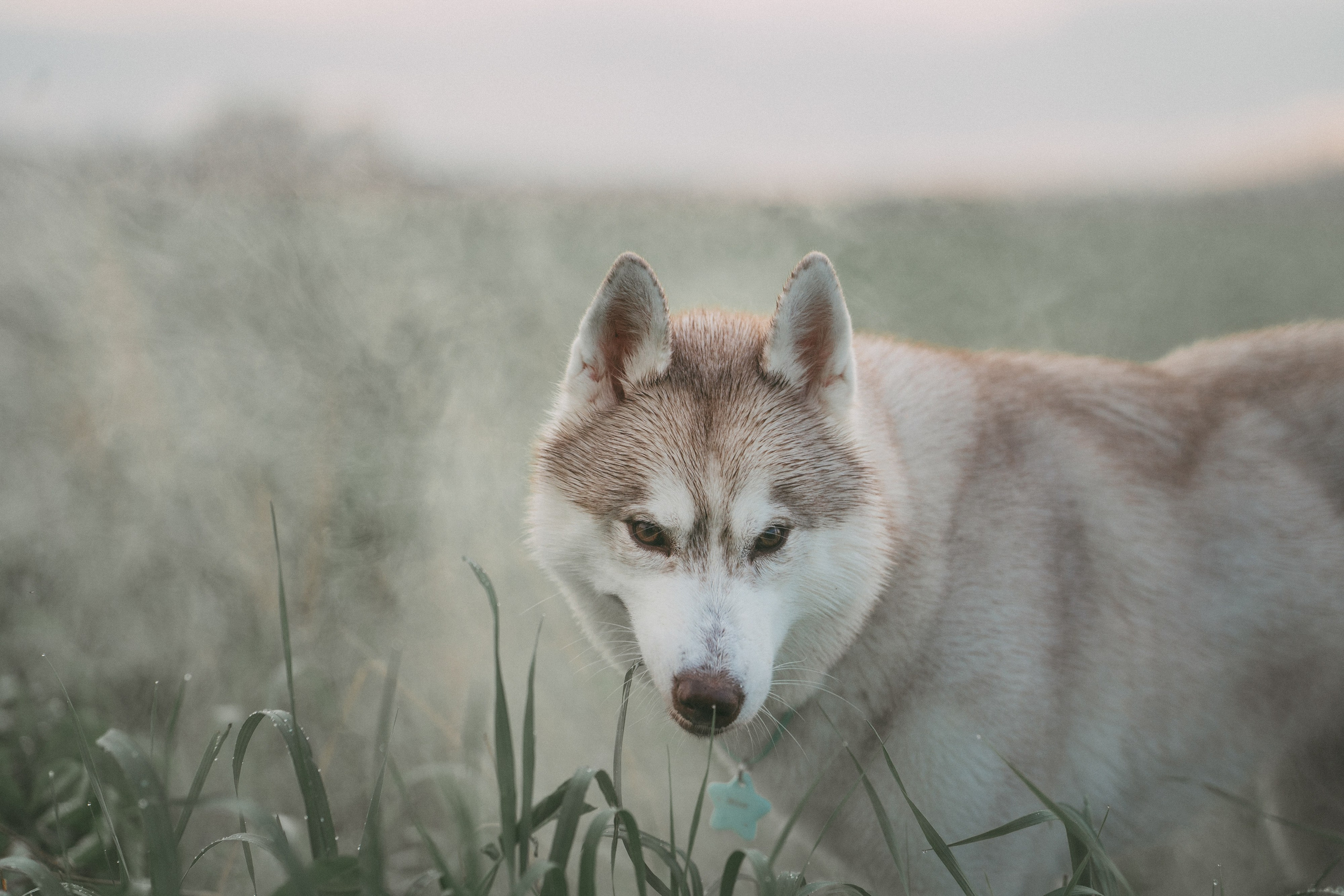Мария и Джесси. Фотограф анималист в Москве и Санкт-Петербурге Свиридова Анна