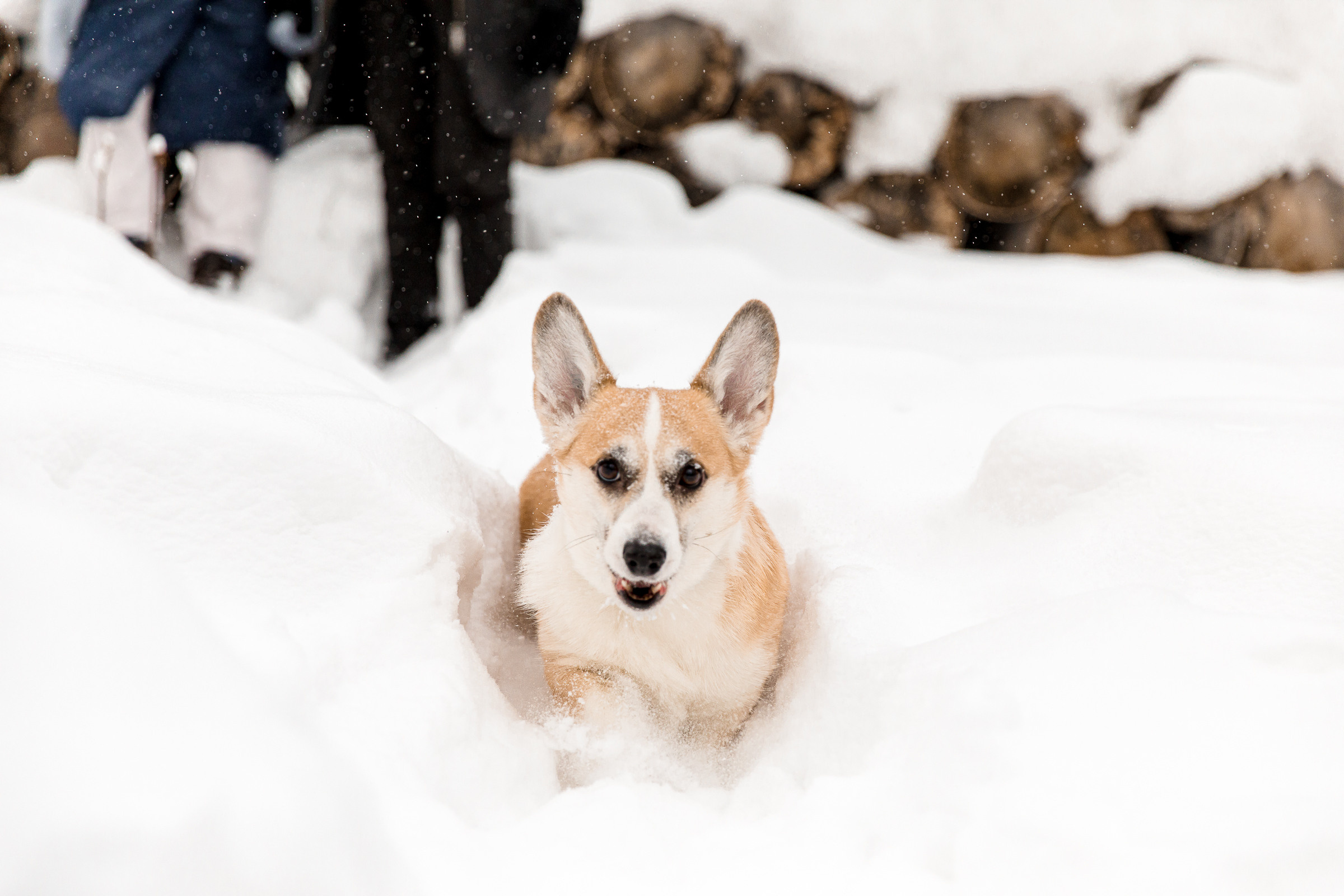 Зимняя прогулка. Фотограф Ян Ежов | Свадебный фотограф в Томске