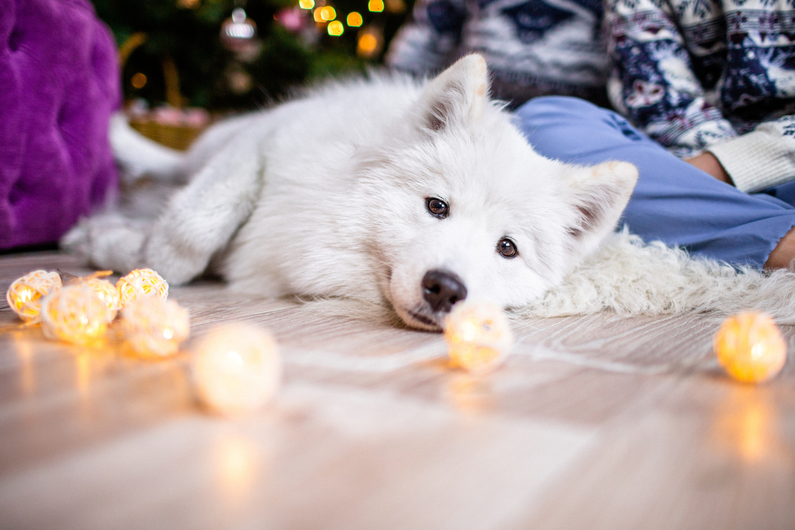 Новогодние=). Фотограф в Хабаровском крае Наталья Лацук