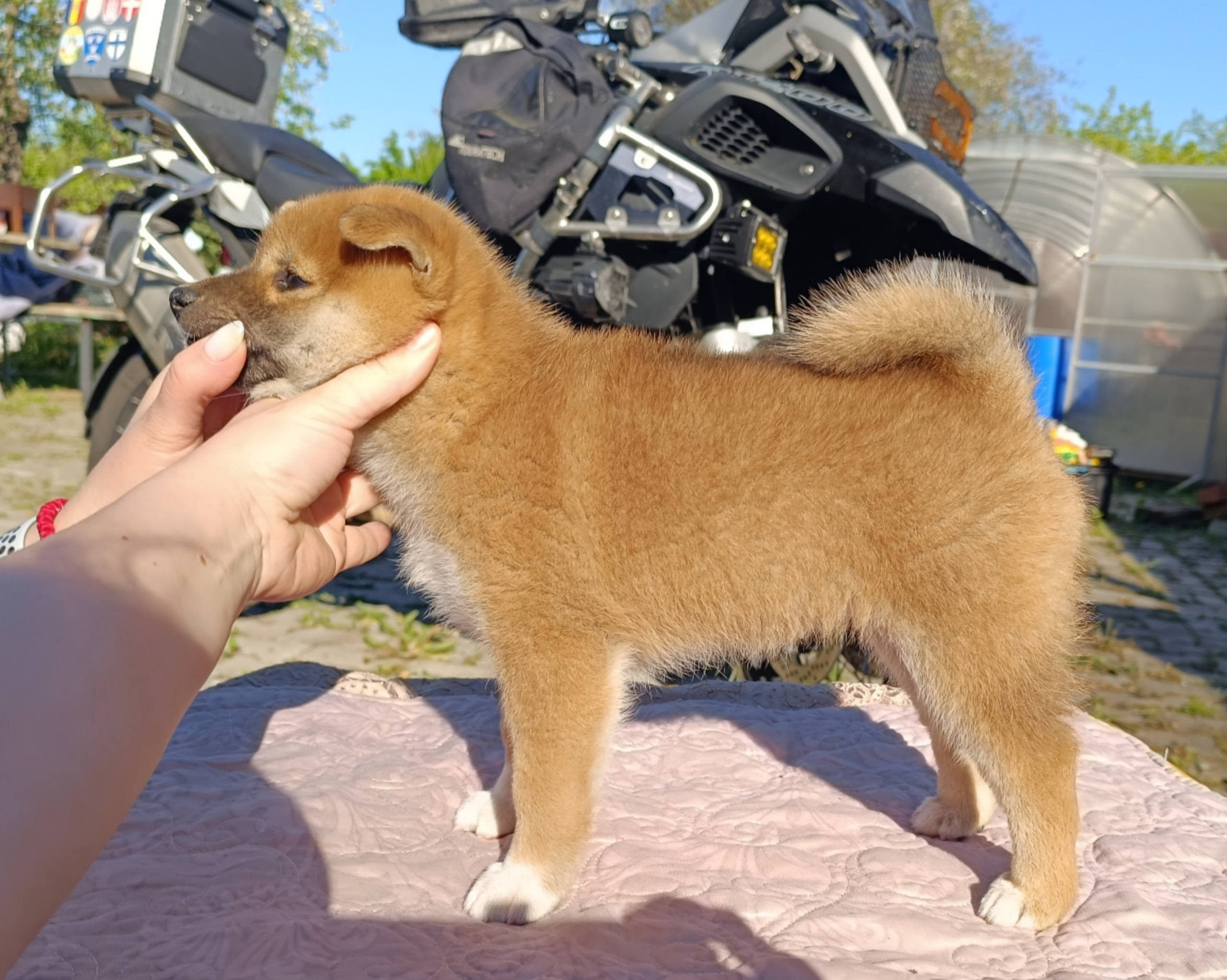 Сиба Rubylight Fumiko питомник Рубилайт