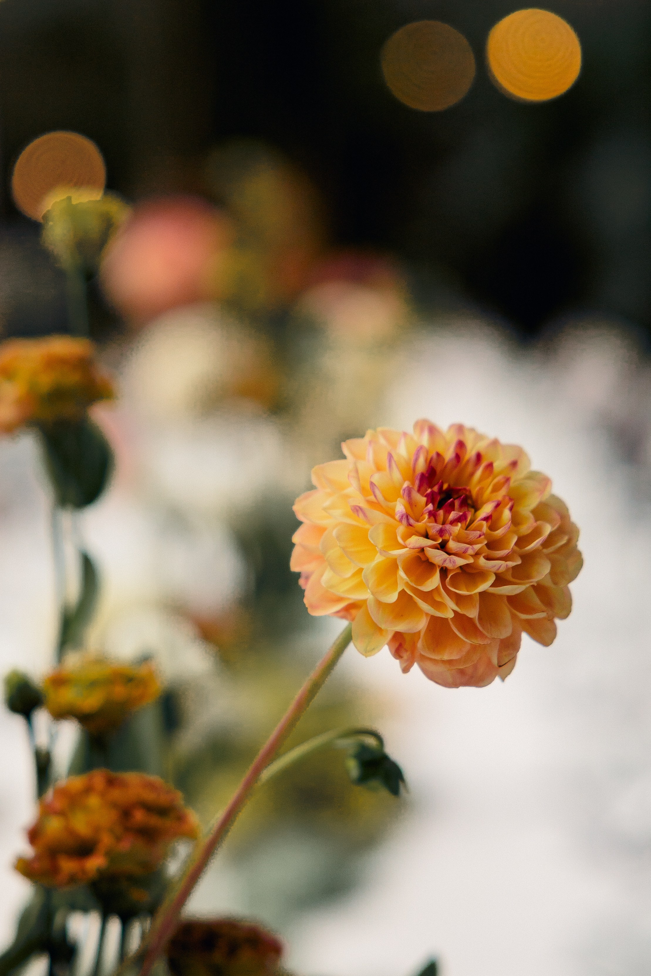 Свадебное портфолио. Свадебный фотограф в Санкт-Петербурге Настасья Север