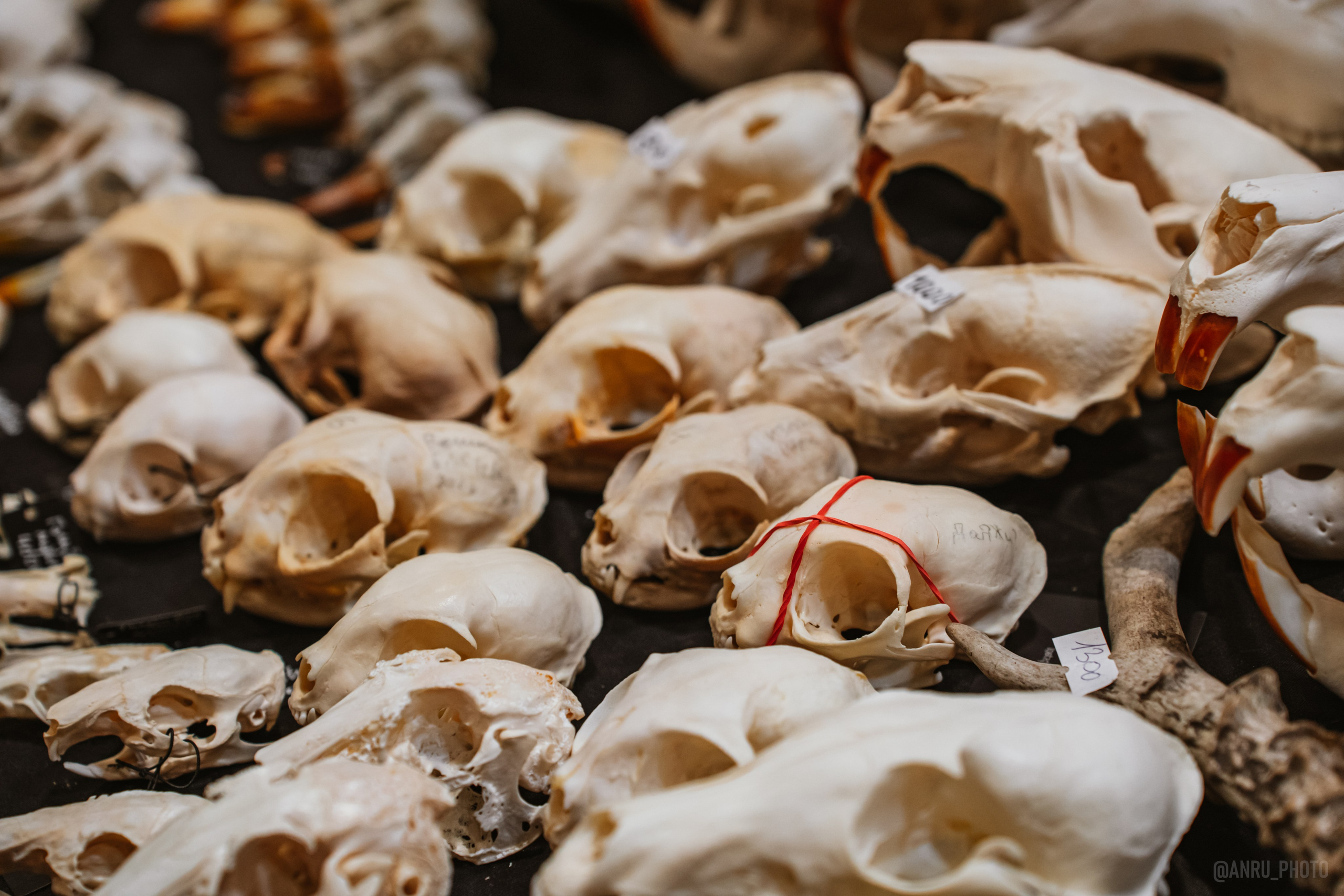 Рептилиум (ручная работа). Репортажный фотограф Анастасия Рубцова