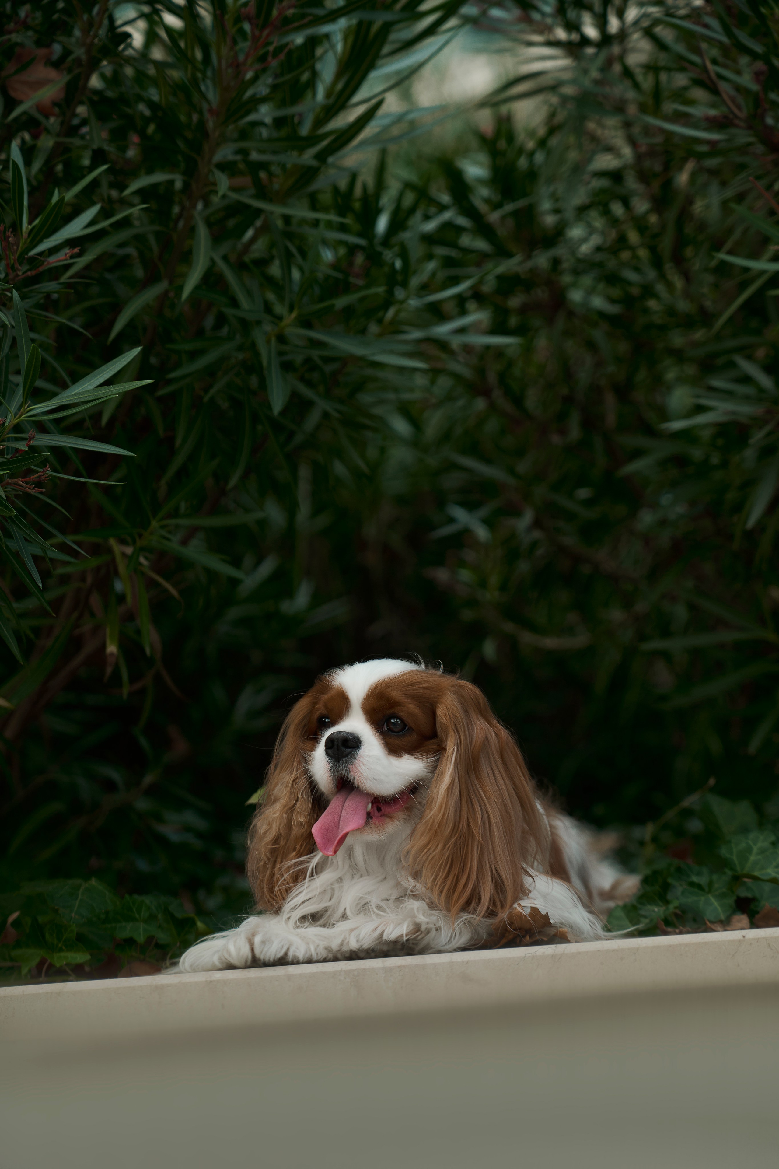 Животные отдельно