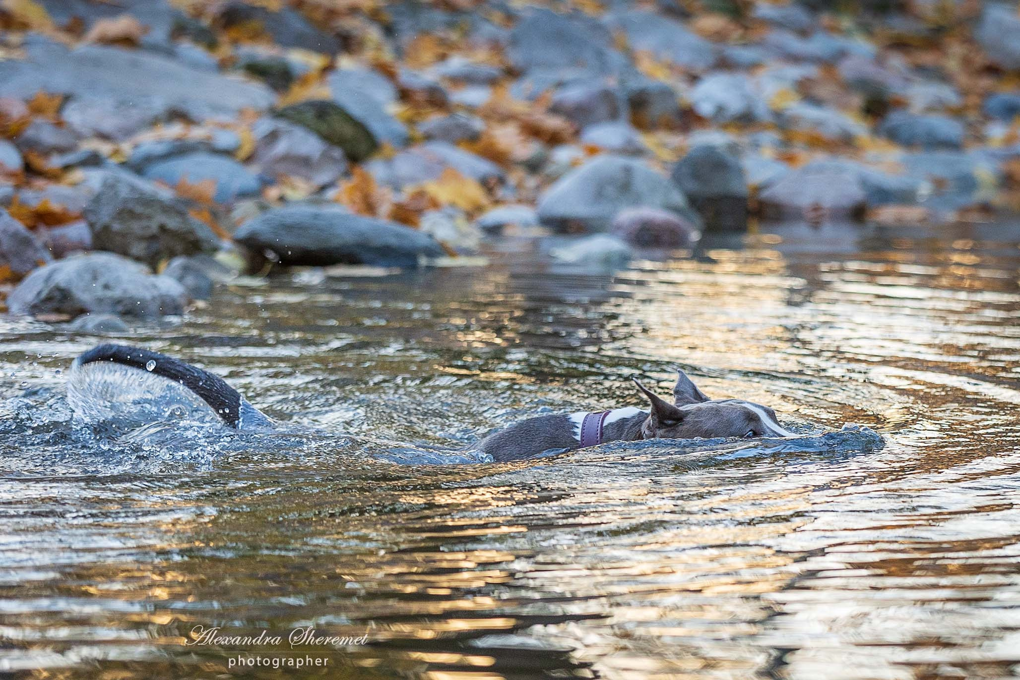 Шерри. Фотограф-анималист Александра Шеремет