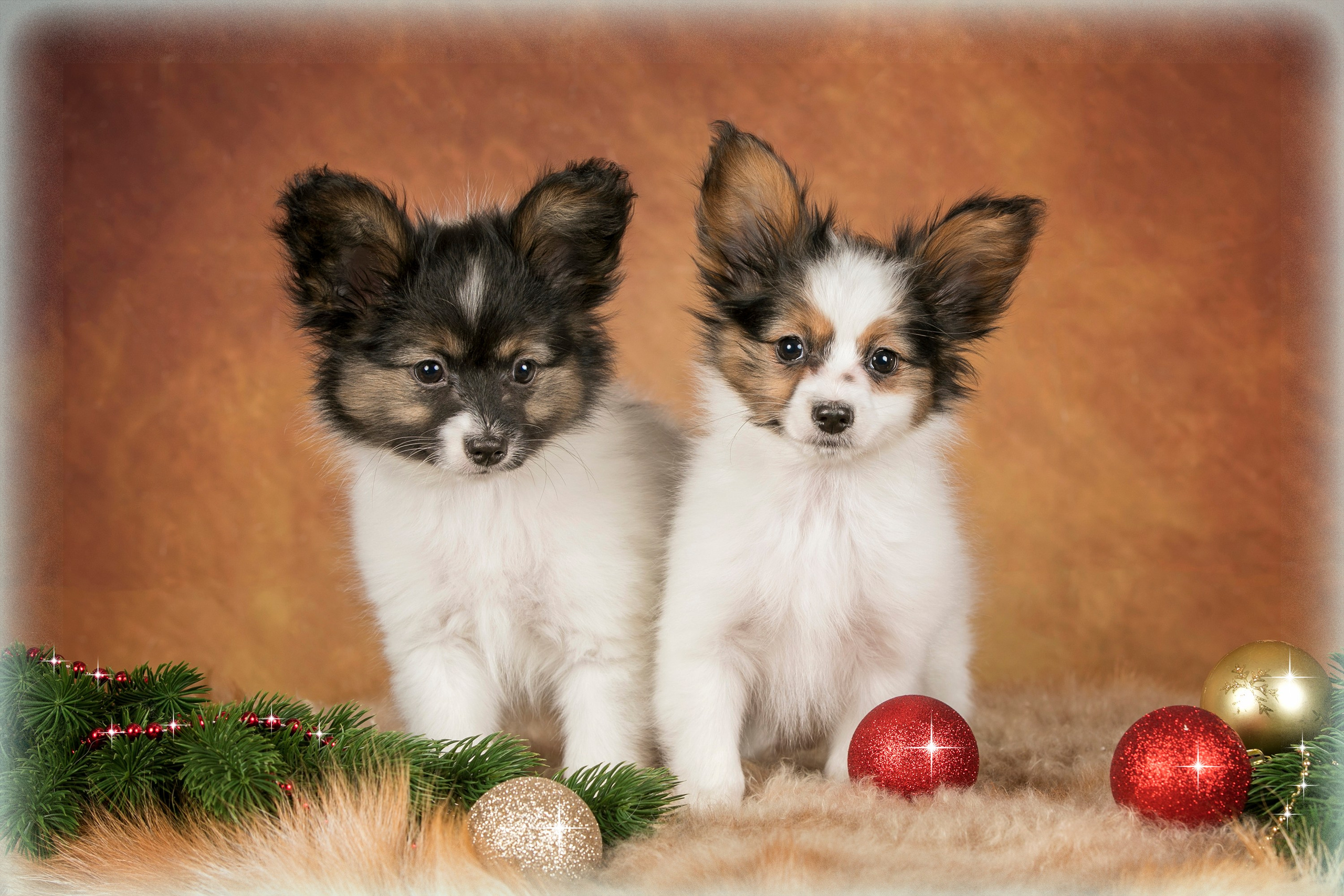 Галерея щенков. Фотограф-анималист в Омске Екатерина Маричева