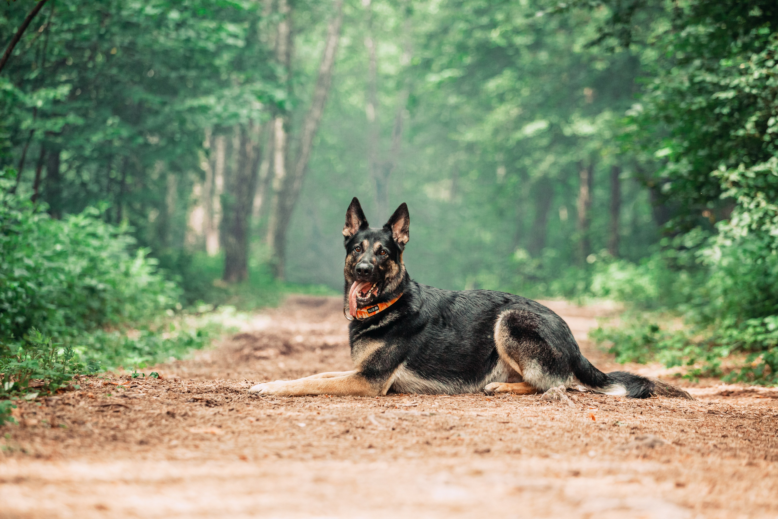 Лесная летняя фотопрогулка. Фотограф-анималист Татьяна Степанова