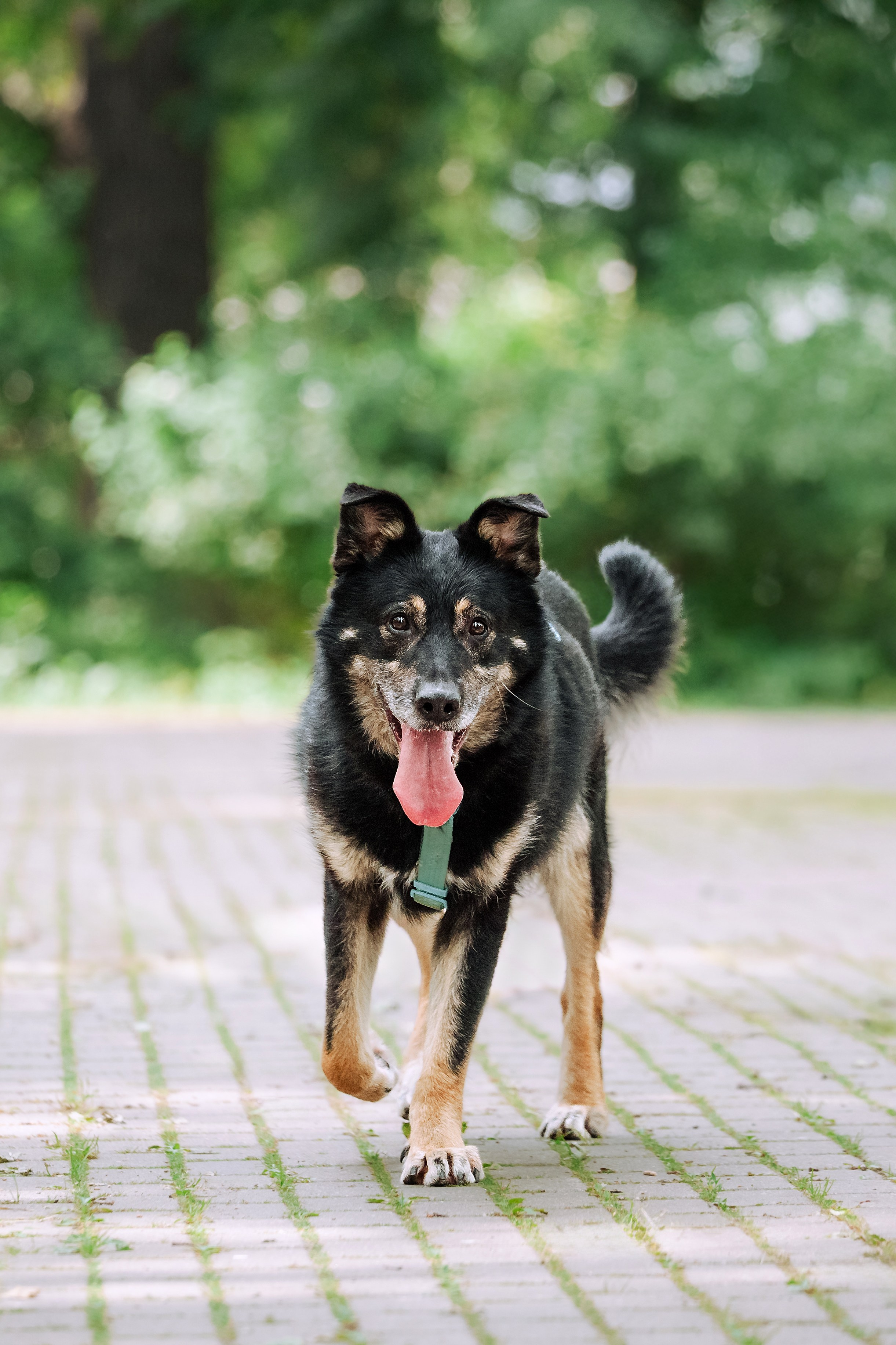 Собаки из приюта Дубовая роща лето 2025. Фотограф-анималист Татьяна Степанова
