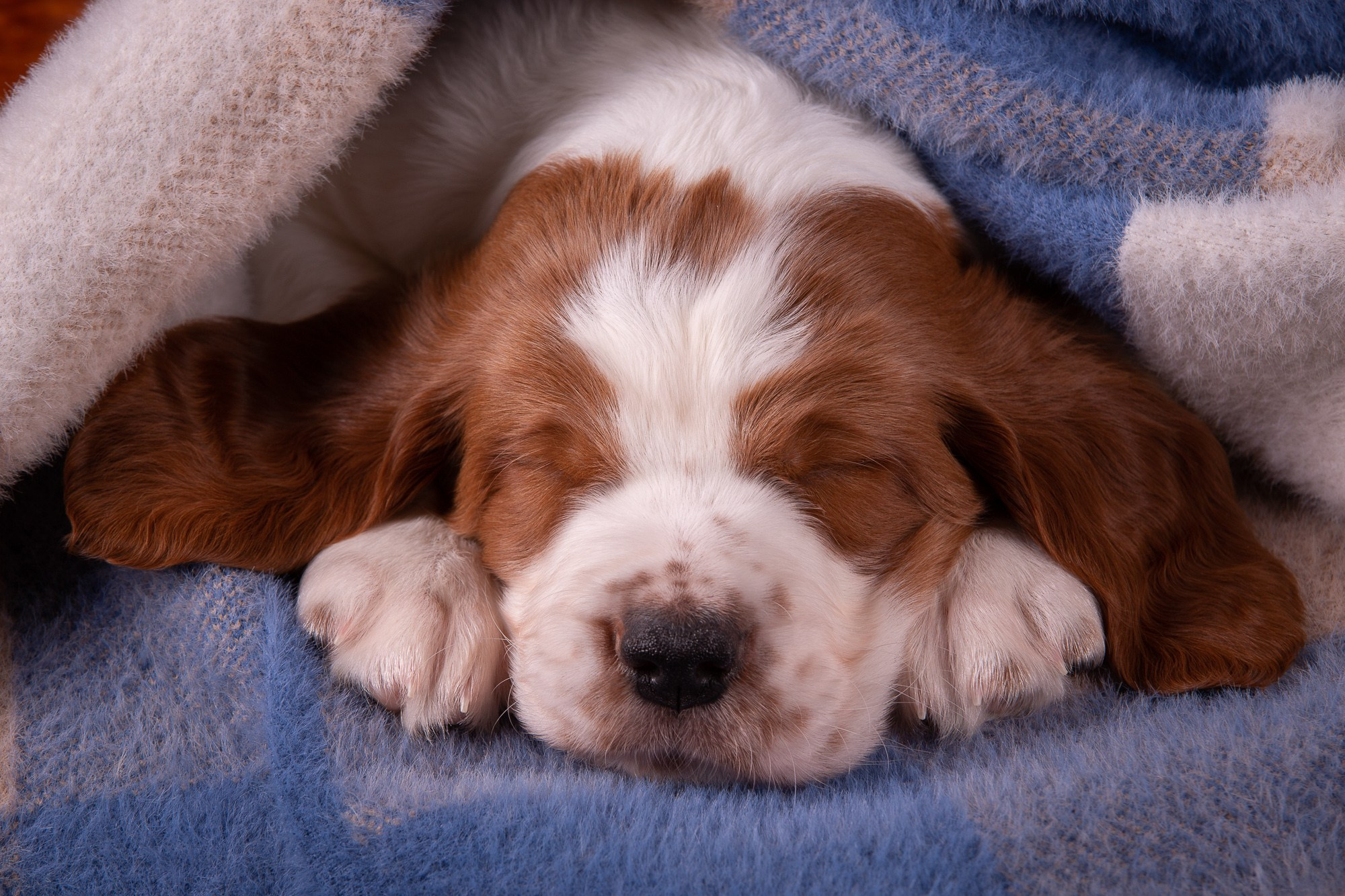 Фотосъёмки щенков. Фотограф-анималист Natalia Deingel | Фотосъемка собак в Москве