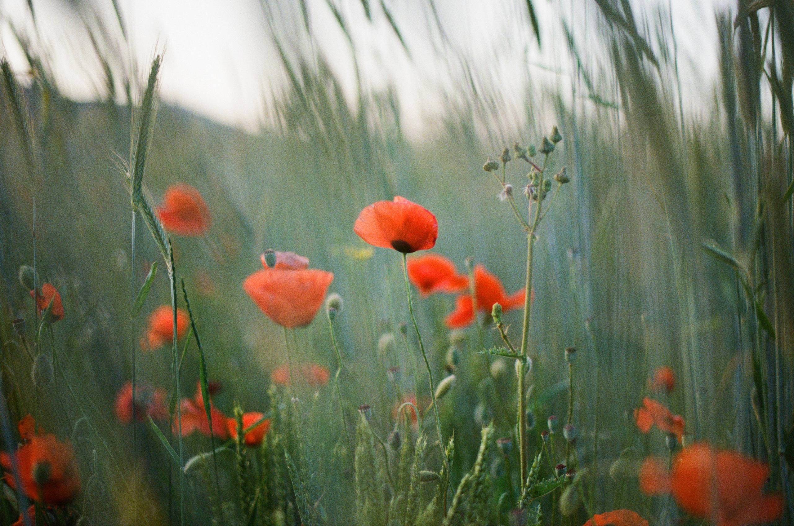 The drugs don't work // ukraine, crimea IV. EVER EXPOSED