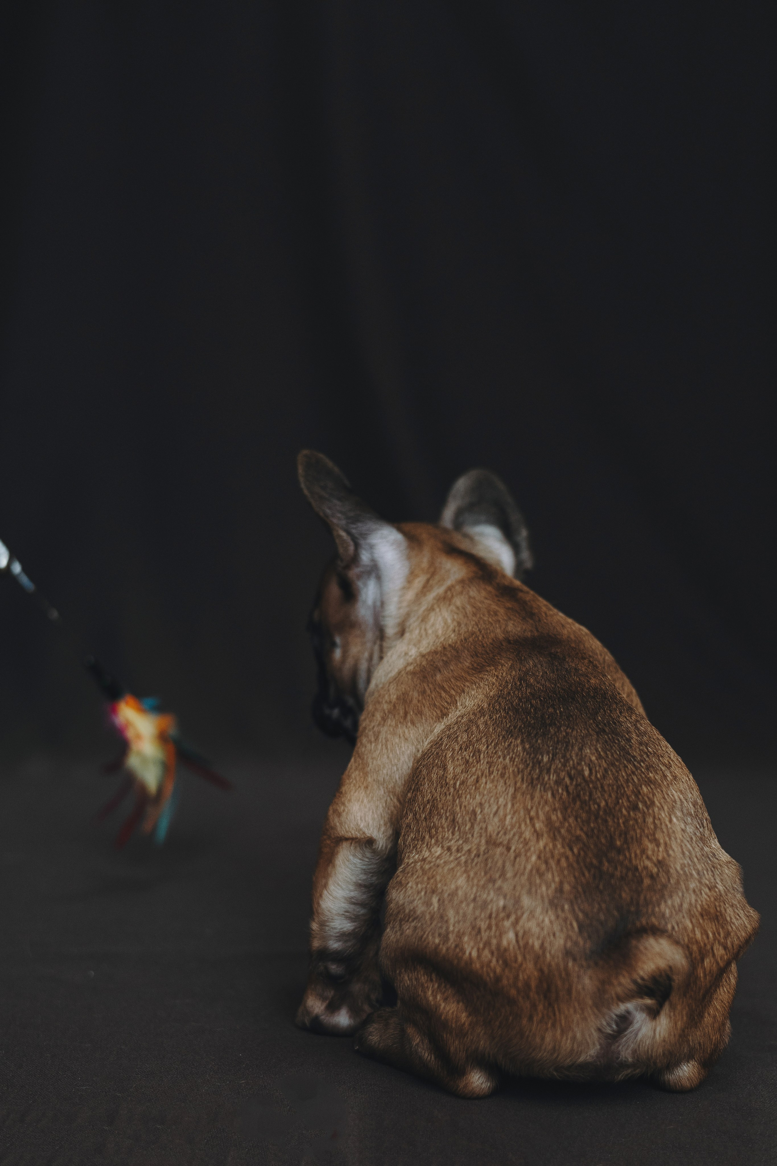 Щеночки. Фотограф — анималист Владивосток, Алина