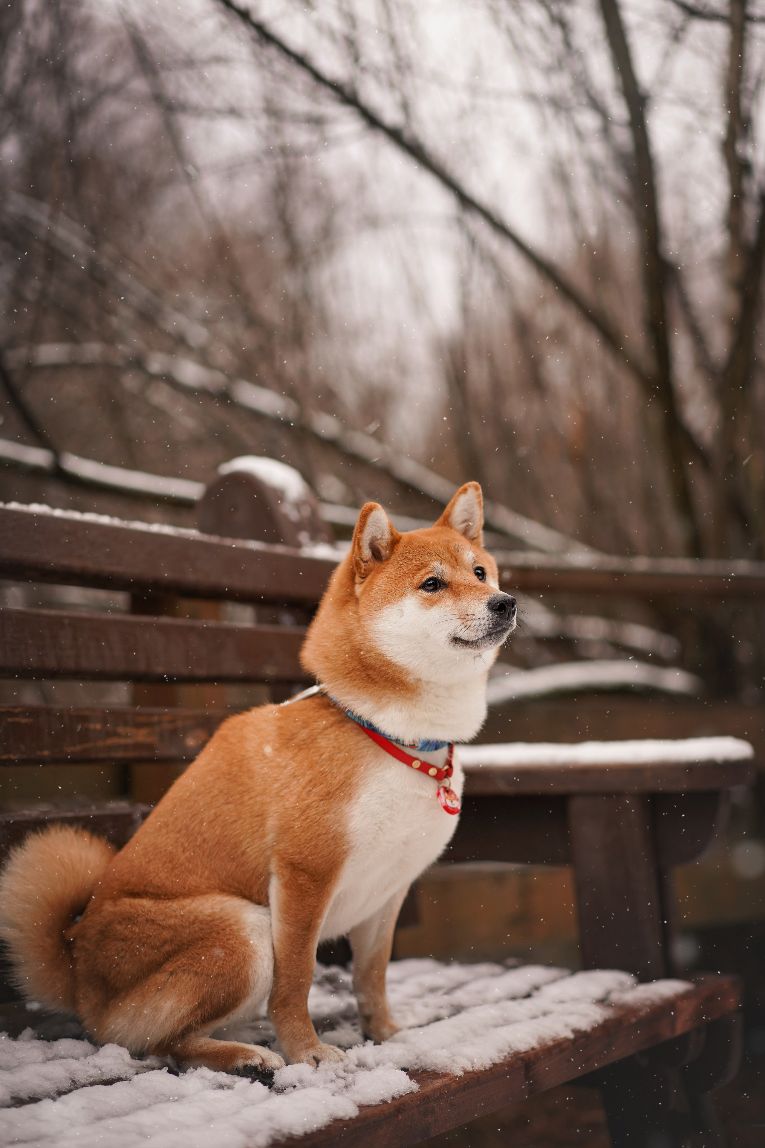 Алина и Юми. Фотограф-анималист в Санкт-Петербурге Яна Мартынова