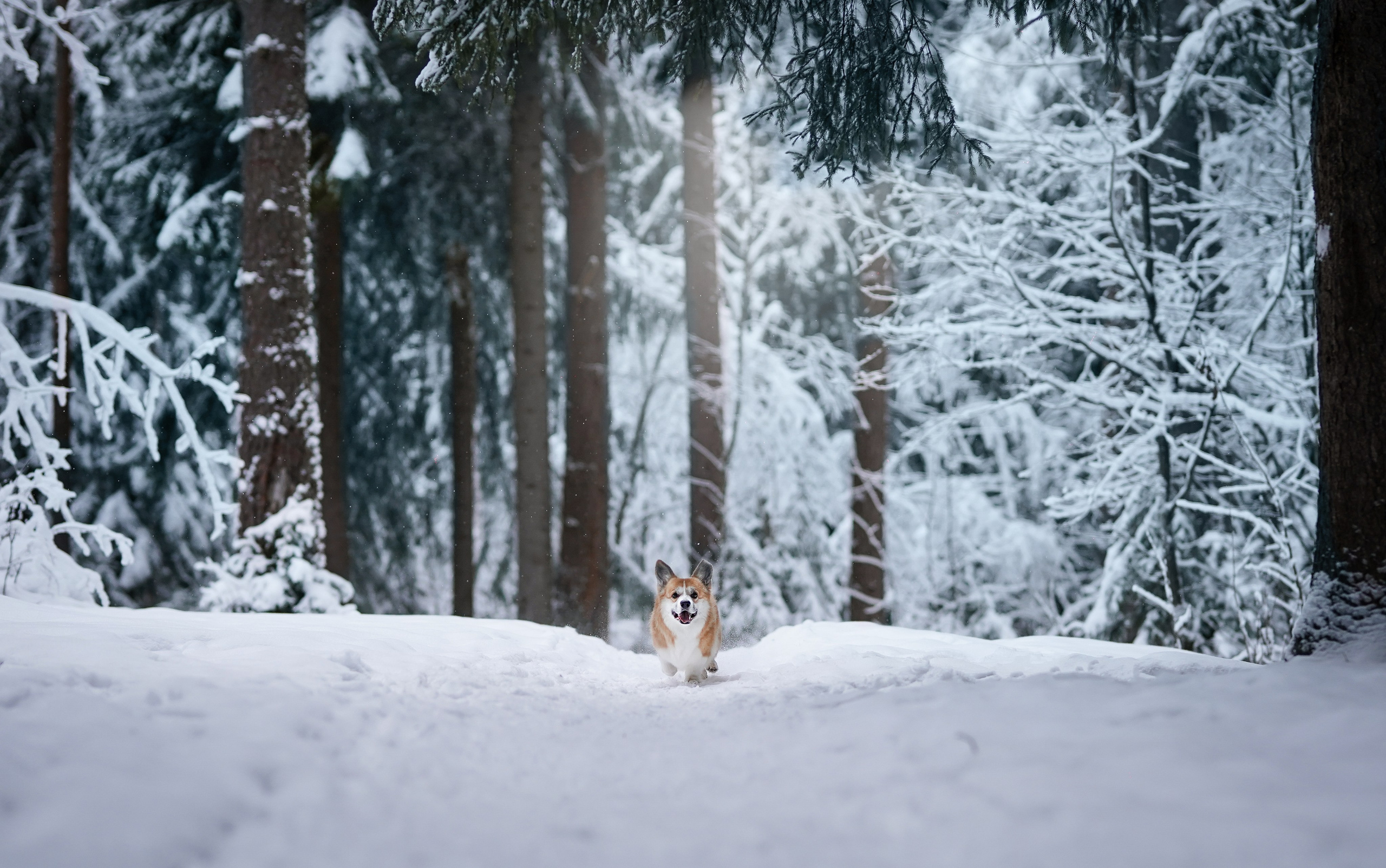 Катя Рокки и Честер. Фотограф-анималист в Санкт-Петербурге Яна Мартынова