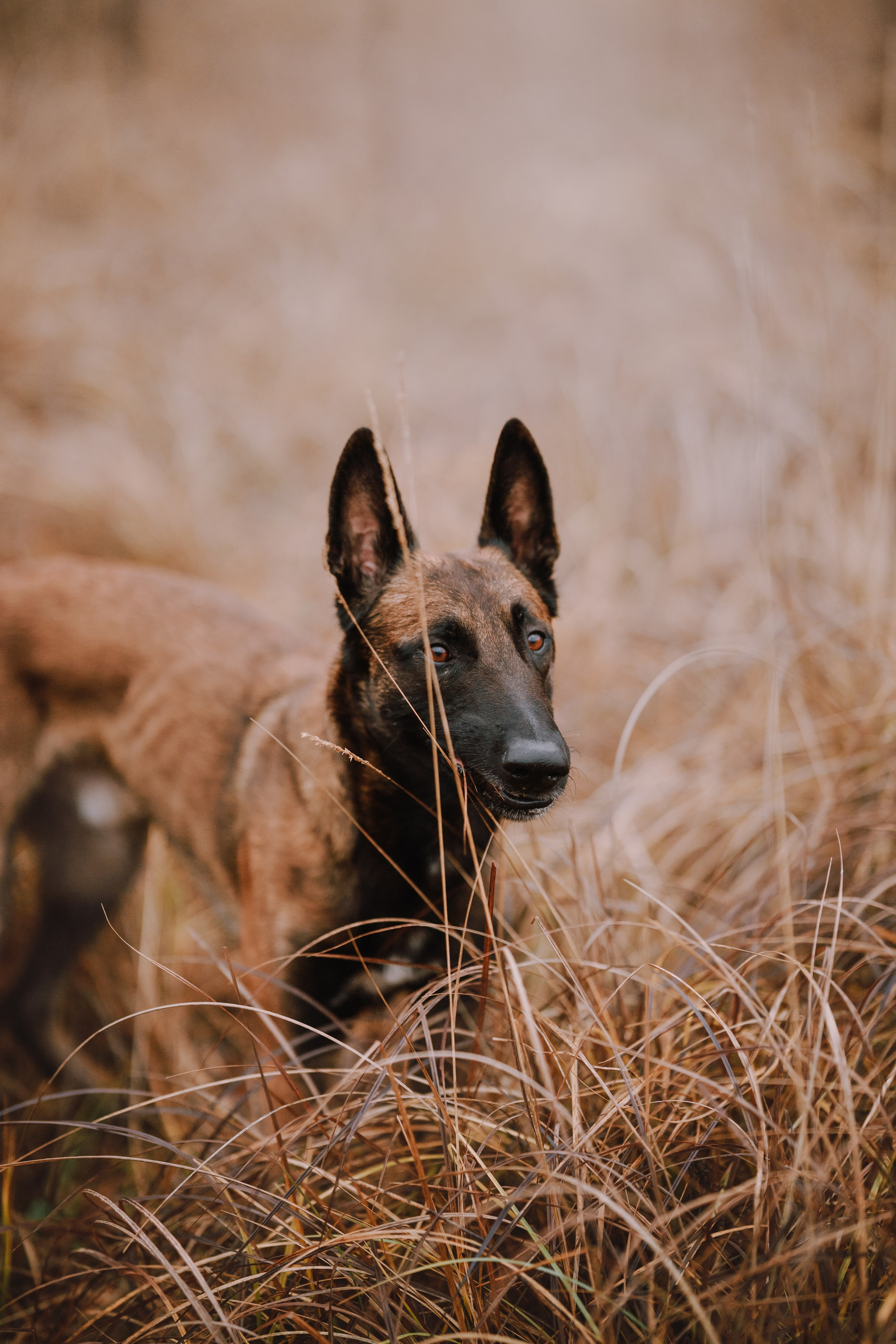 Раш. Фотограф анималист Осипчикова Мария