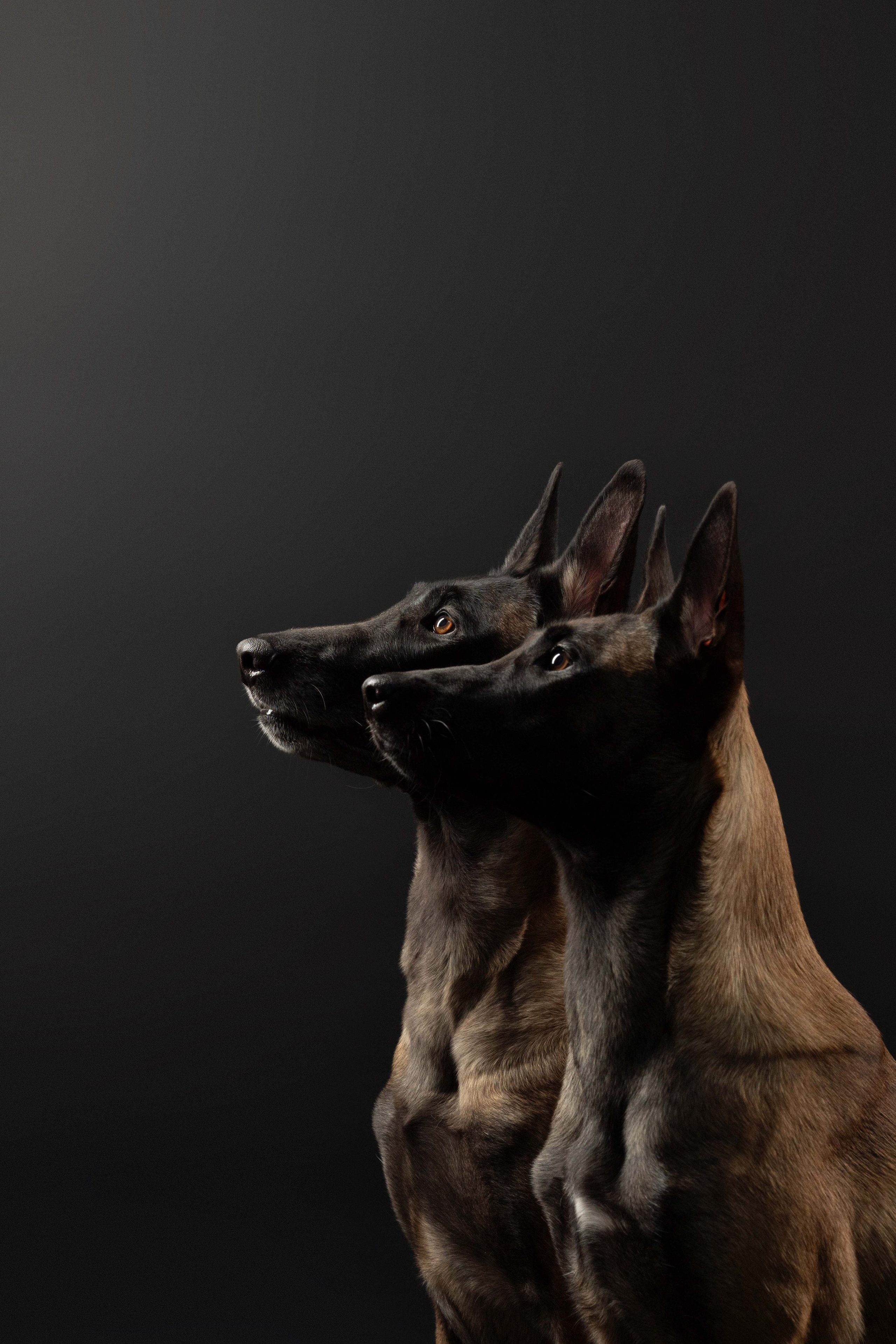 Бри, Панда, Эста и Жара. Фотограф анималист Осипчикова Мария