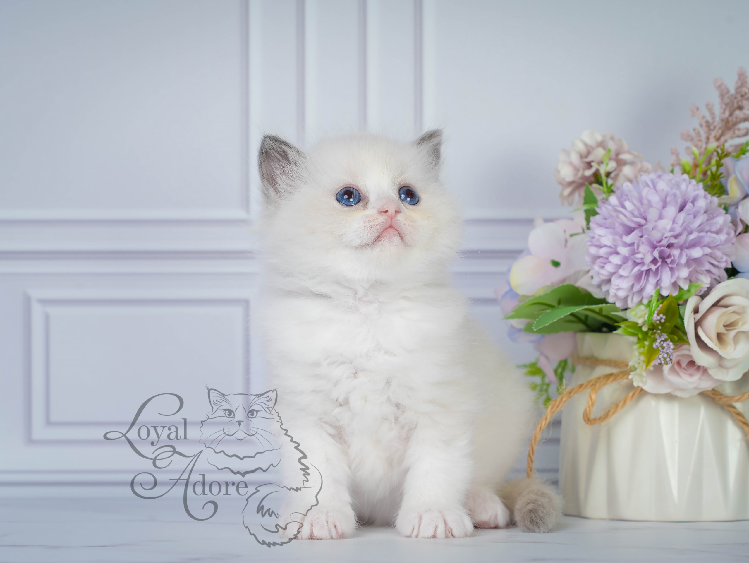 Котята рэгдолл от Loyal Adore. Питомник рэгдолл Loyal Adore