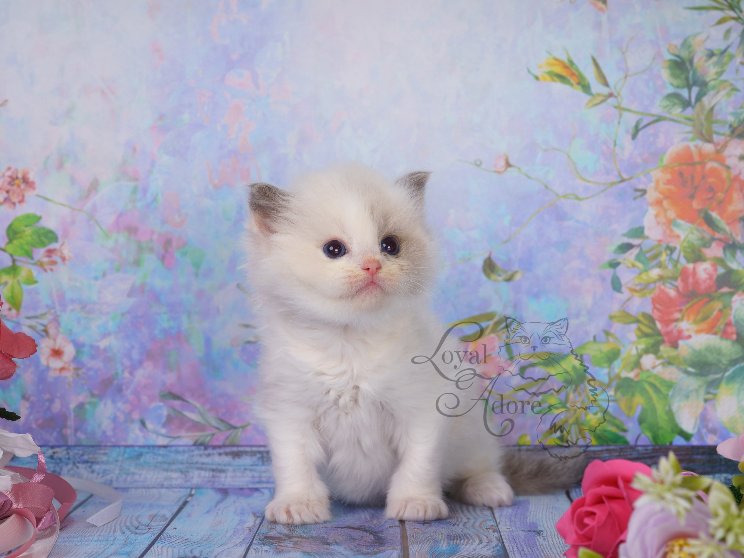 Котята рэгдолл от Loyal Adore. Питомник рэгдолл Loyal Adore