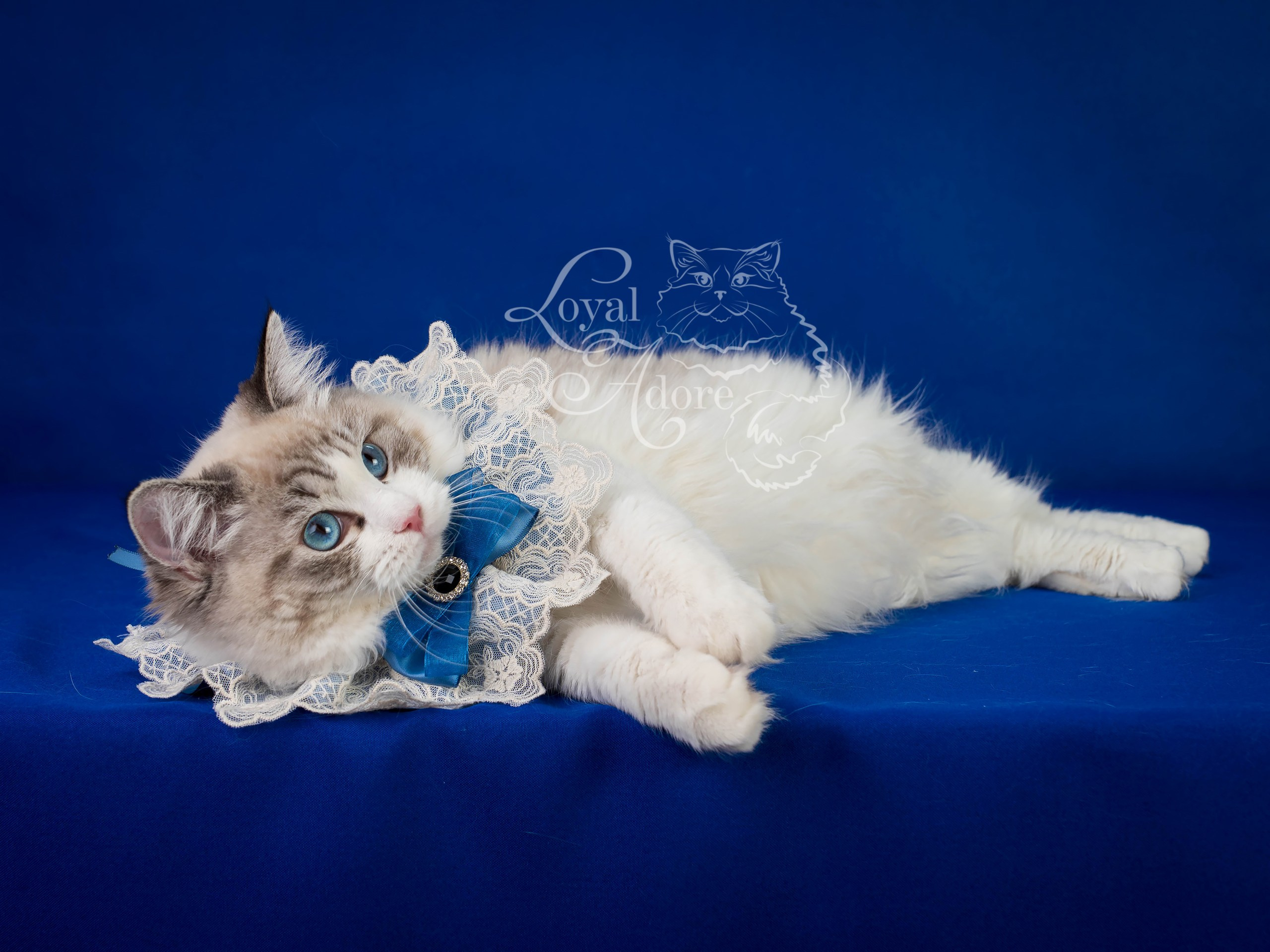 Кошки производители Loyal Adore. Питомник рэгдолл Loyal Adore