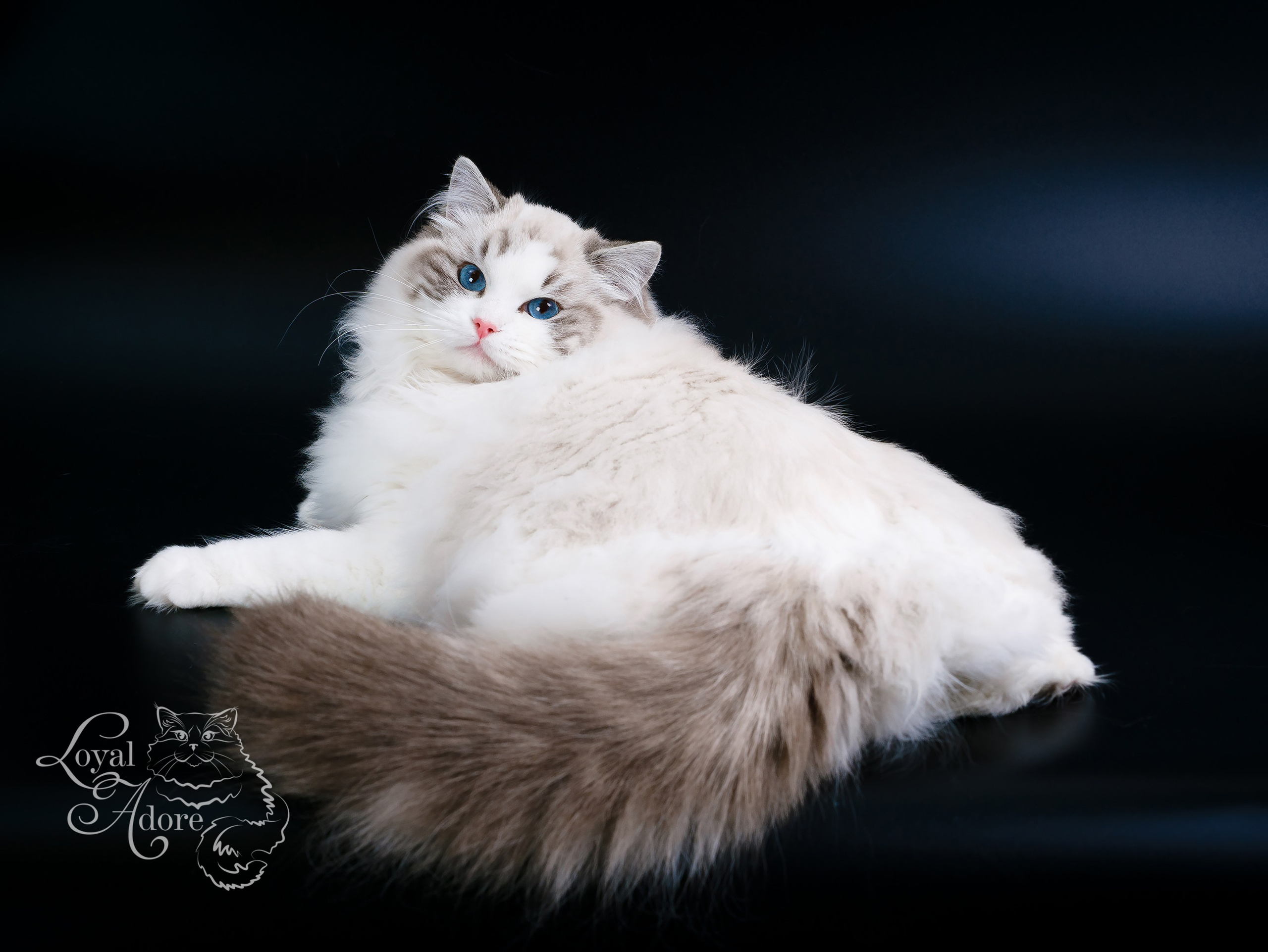 Кошки производители Loyal Adore. Питомник рэгдолл Loyal Adore