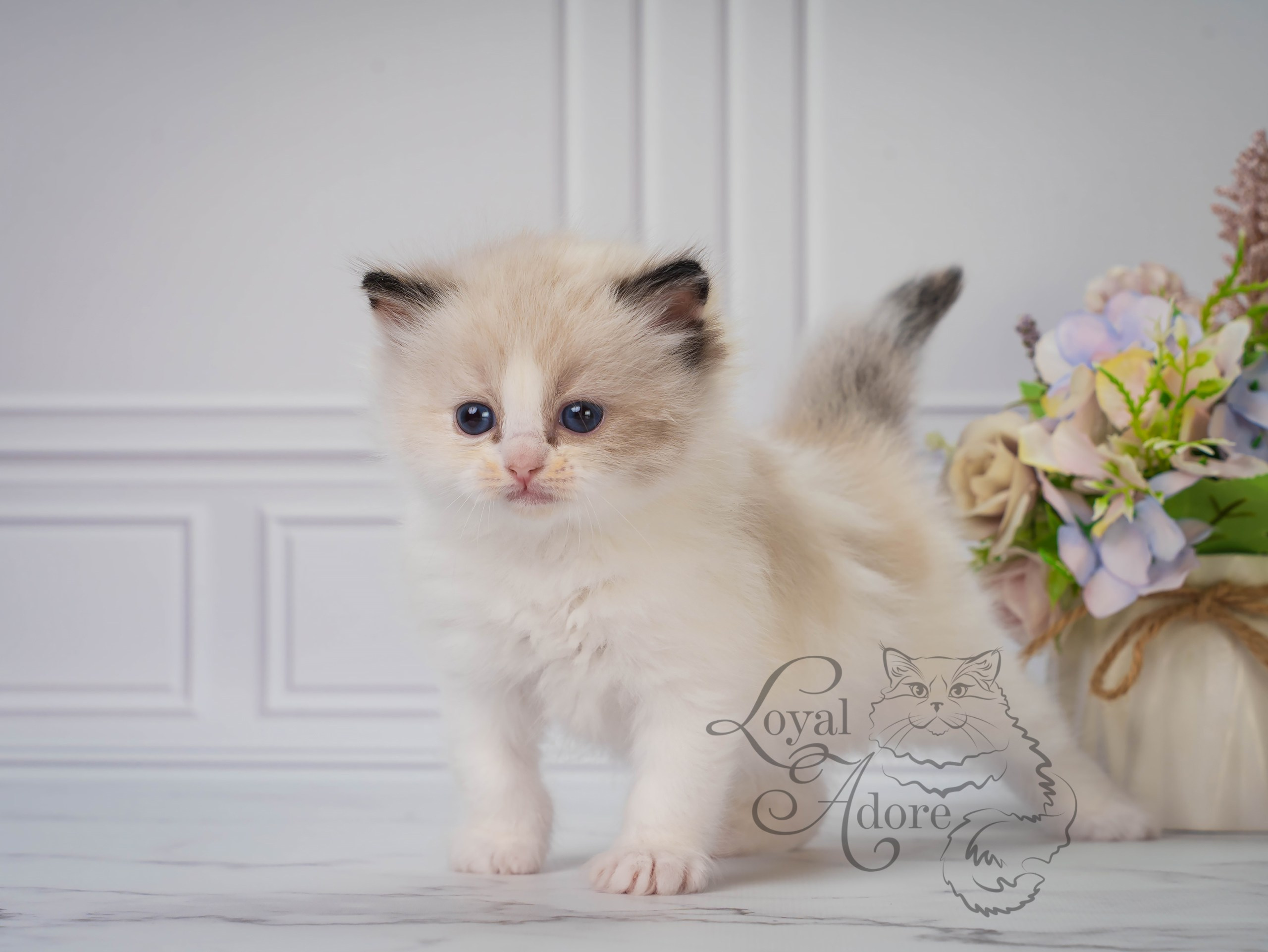 Все свободные котята. Питомник рэгдолл Loyal Adore