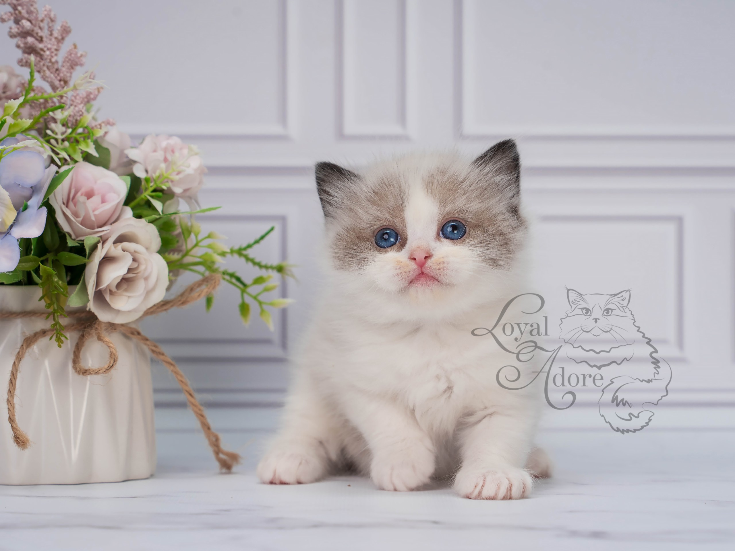 Котята рэгдолл от Loyal Adore. Питомник рэгдолл Loyal Adore