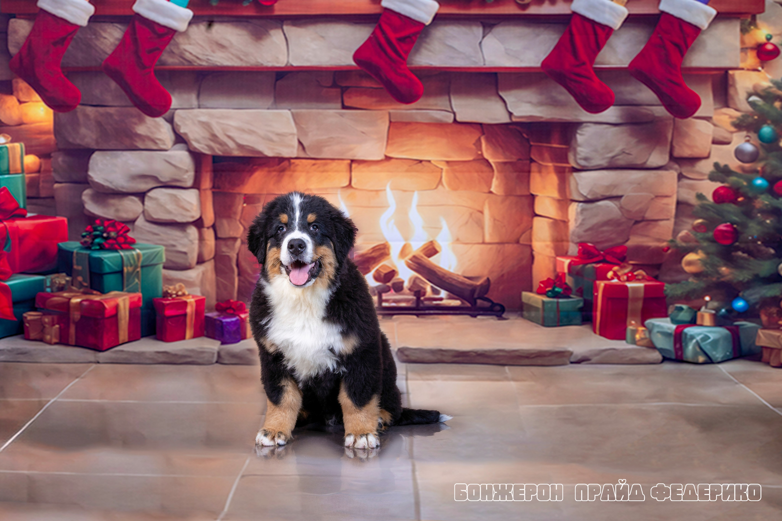 Бонжерон прайд. Фотограф 📸 семейный, предметный, репортажный