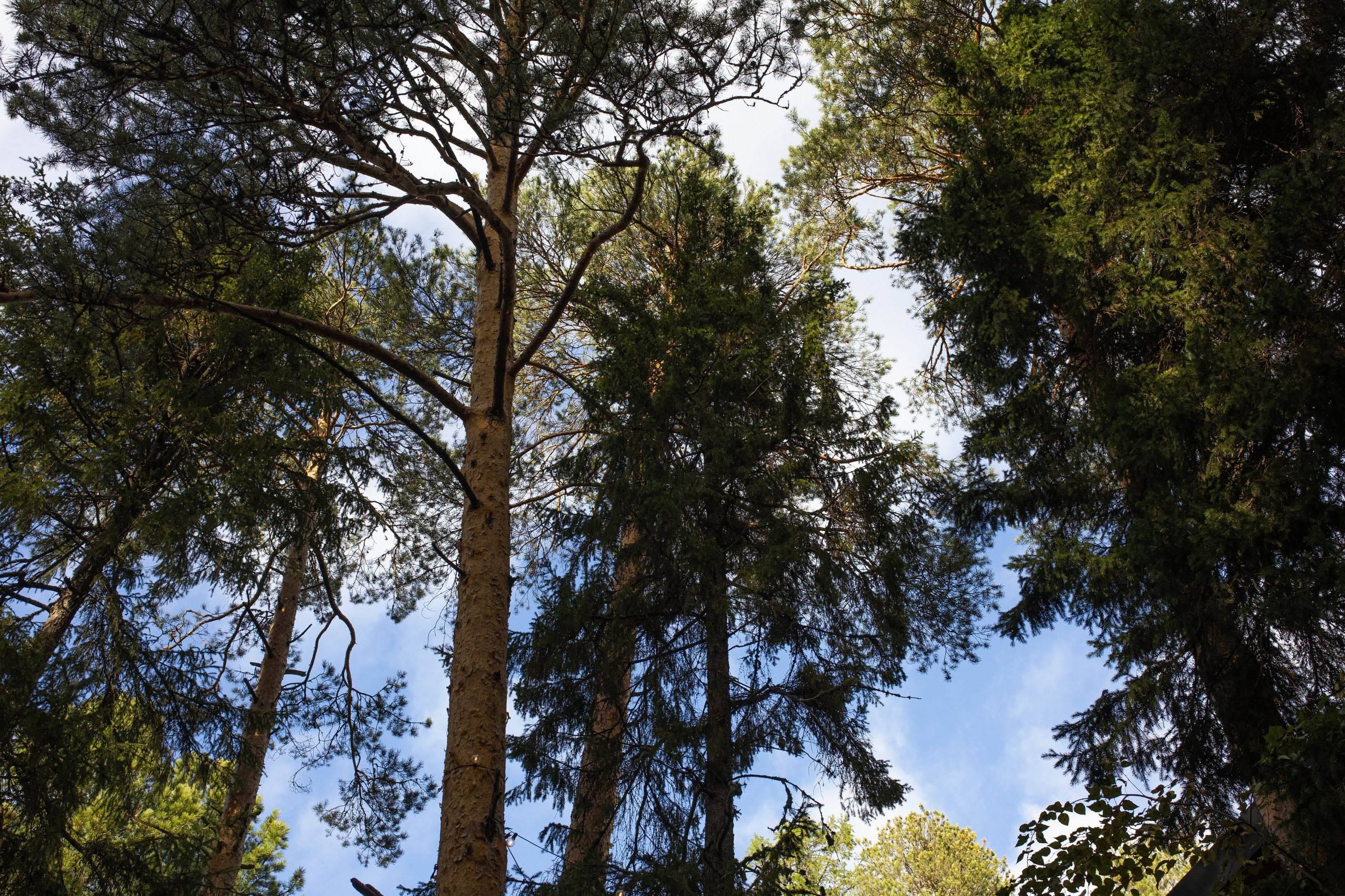 Александра и Данил. Свадебные фотографы в г. Сургут Маркова Наталья и Замахина Елена