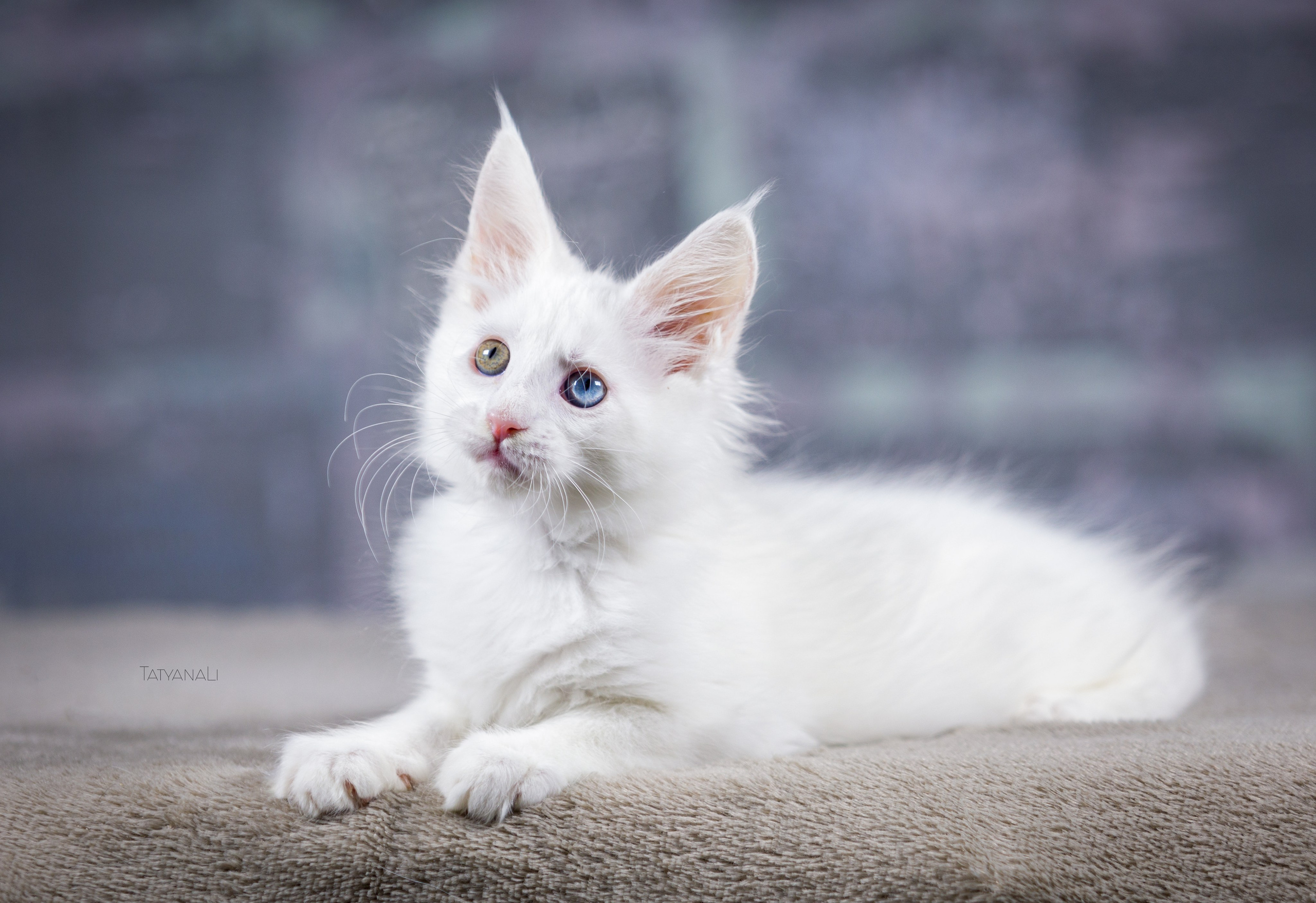 Котята. Фотограф — анималист Татьяна Ли