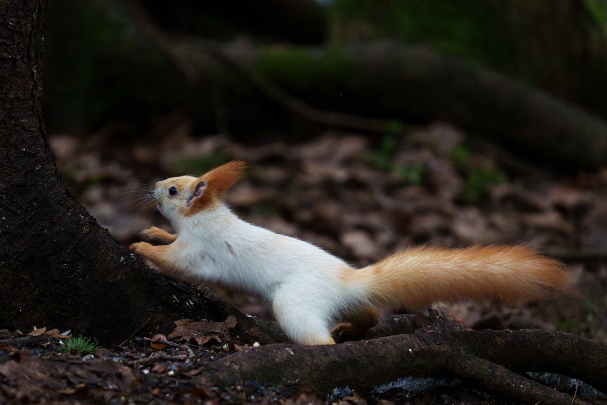 Животные. Ваш личный фотограф Марина Волкова