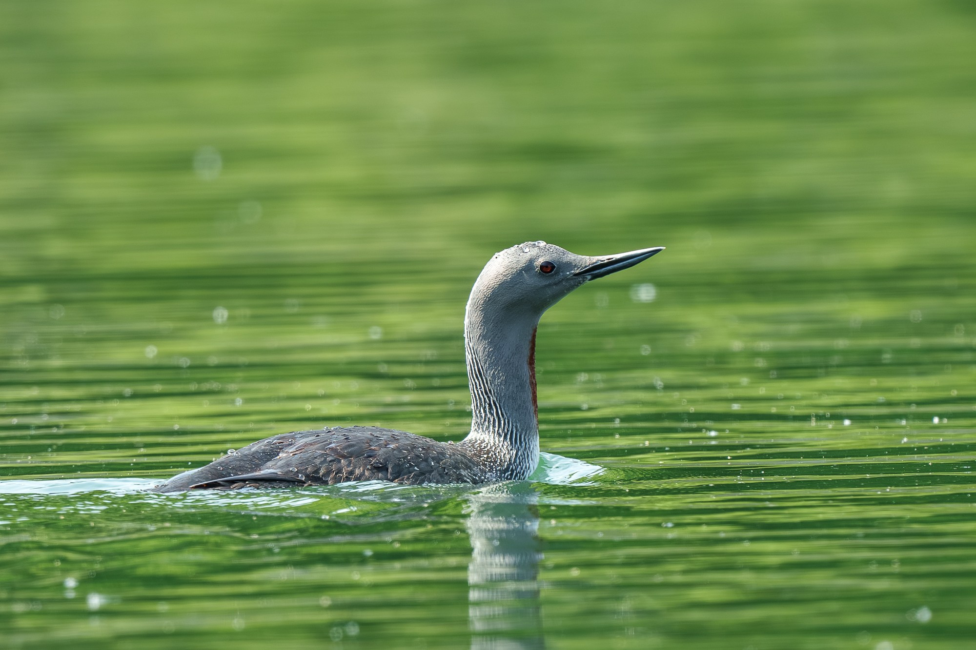 Удивительные мир птиц. Вокруг нас столько прекрасного — присмотритесь!. Ваш личный фотограф Марина Волкова