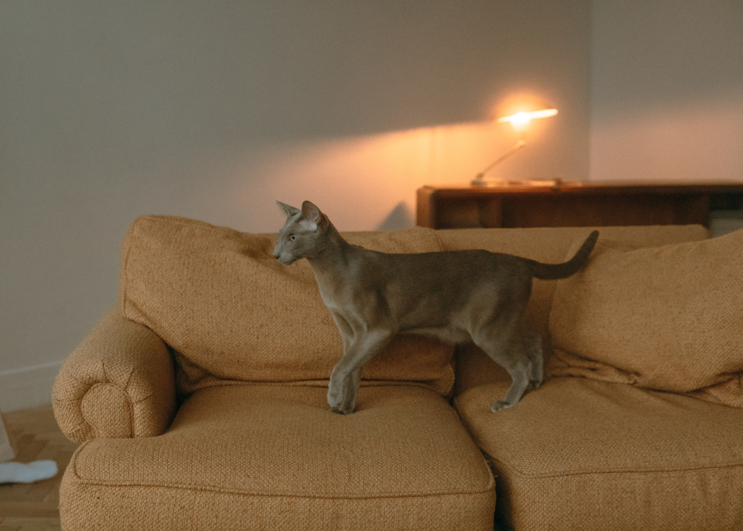 Амина, Булат и Орион. Фотограф-анималист Ксения Воробьева, Москва