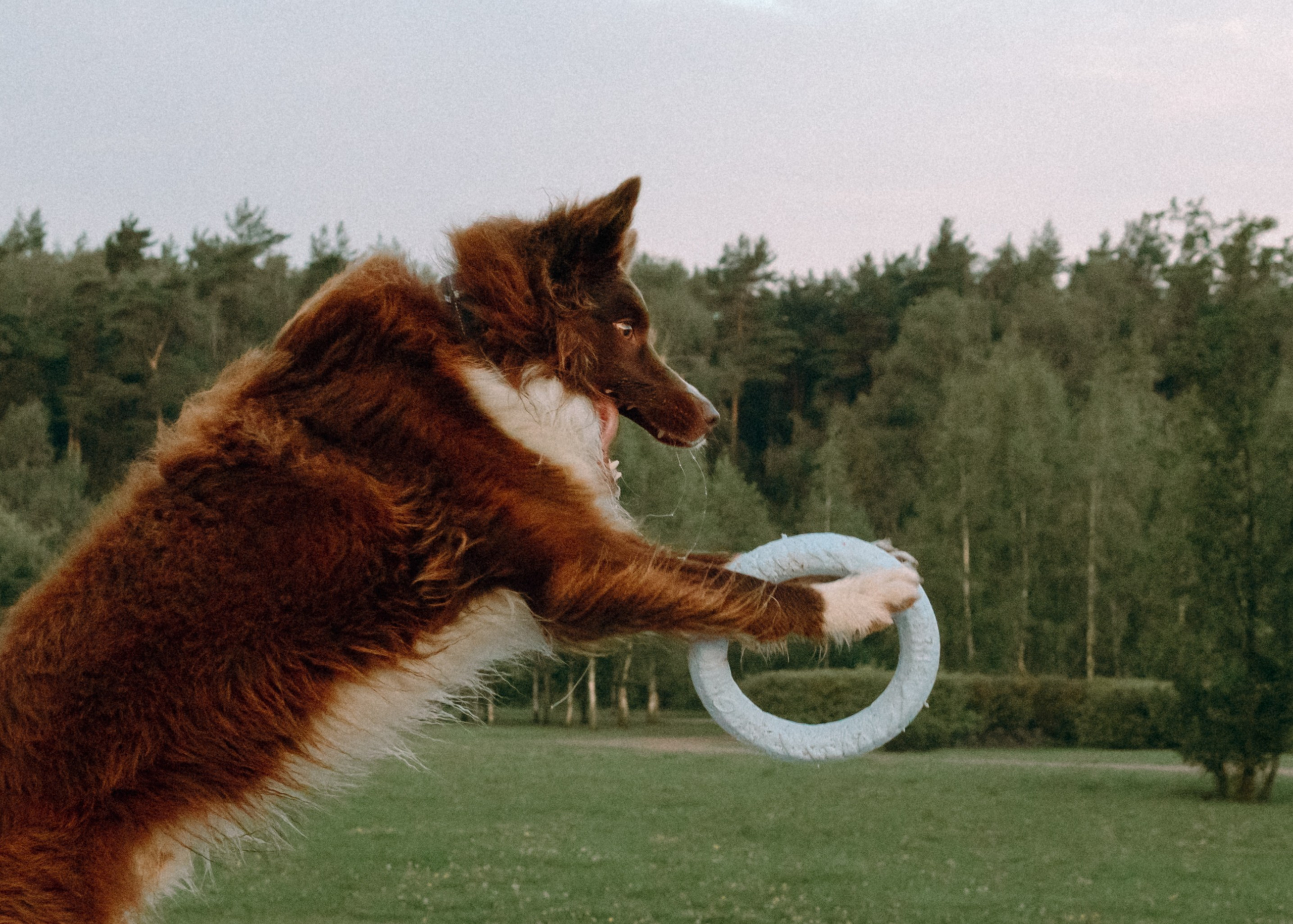 Виолетта, Лила и Питер. Фотограф-анималист Ксения Воробьева, Москва