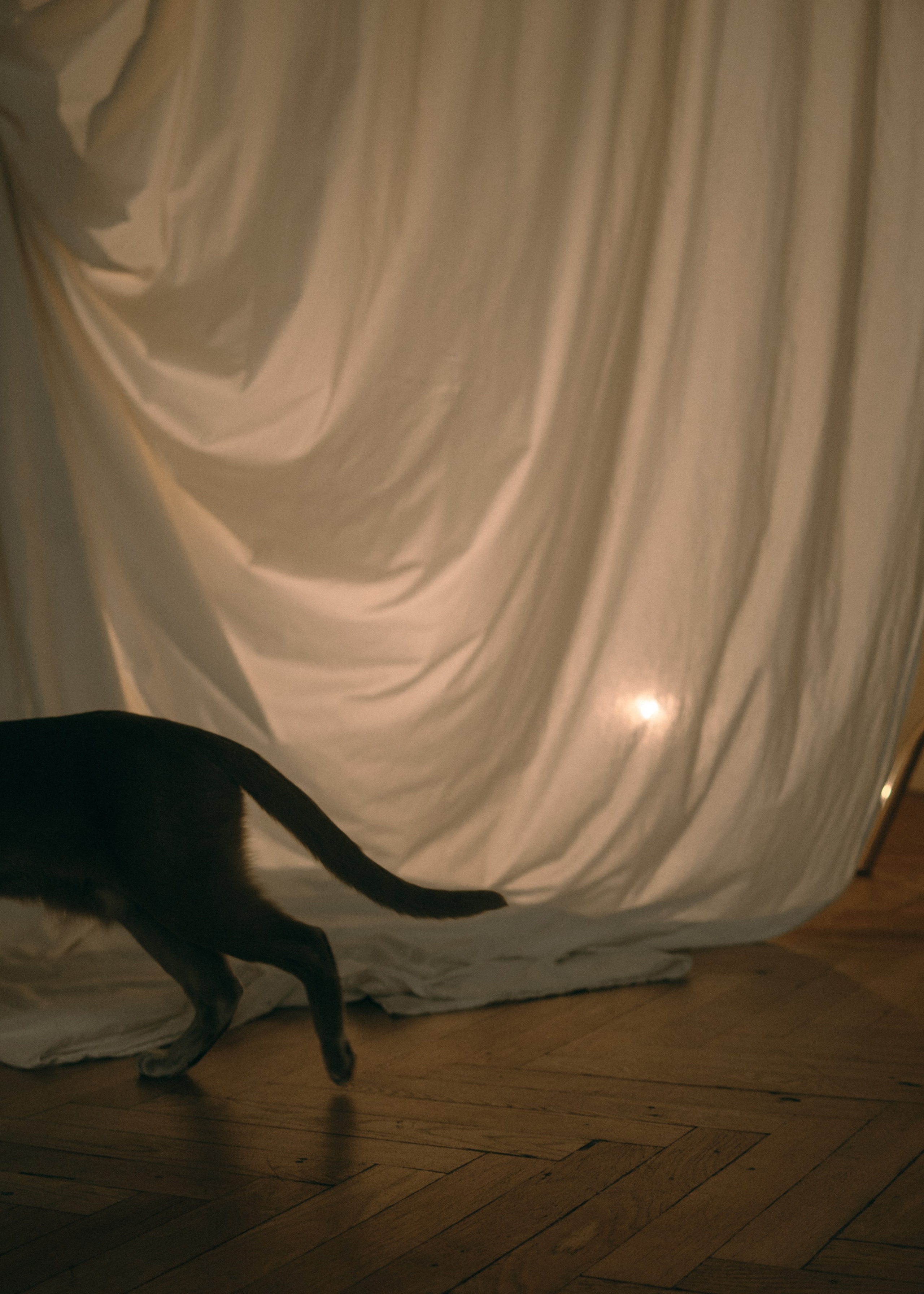 Амина, Булат и Орион. Фотограф-анималист Ксения Воробьева, Москва