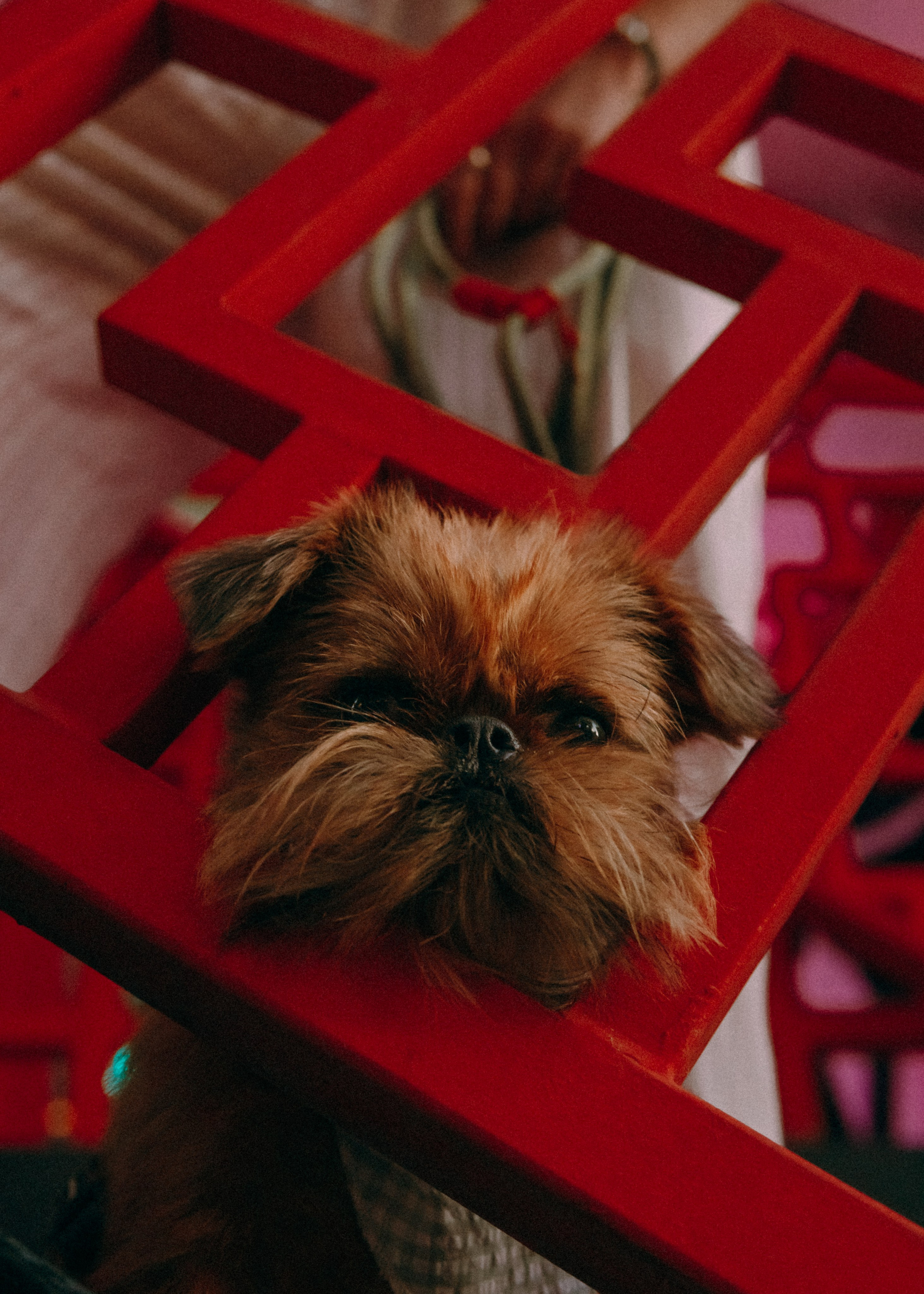Лена и Альфи. Фотограф-анималист Ксения Воробьева, Москва