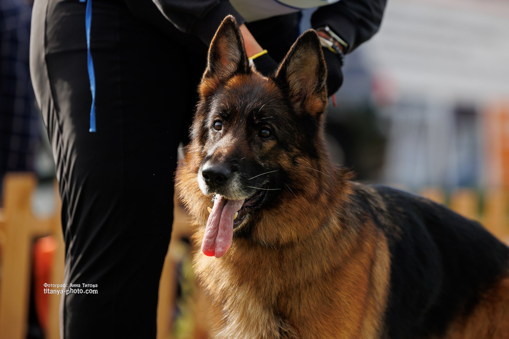 Немецкие овчарки: фото из рингов и вне ринга, мутпроба (фотографии с выставок). Фотограф собак, фотограф-анималист Аня Титова (Titanya). Москва
