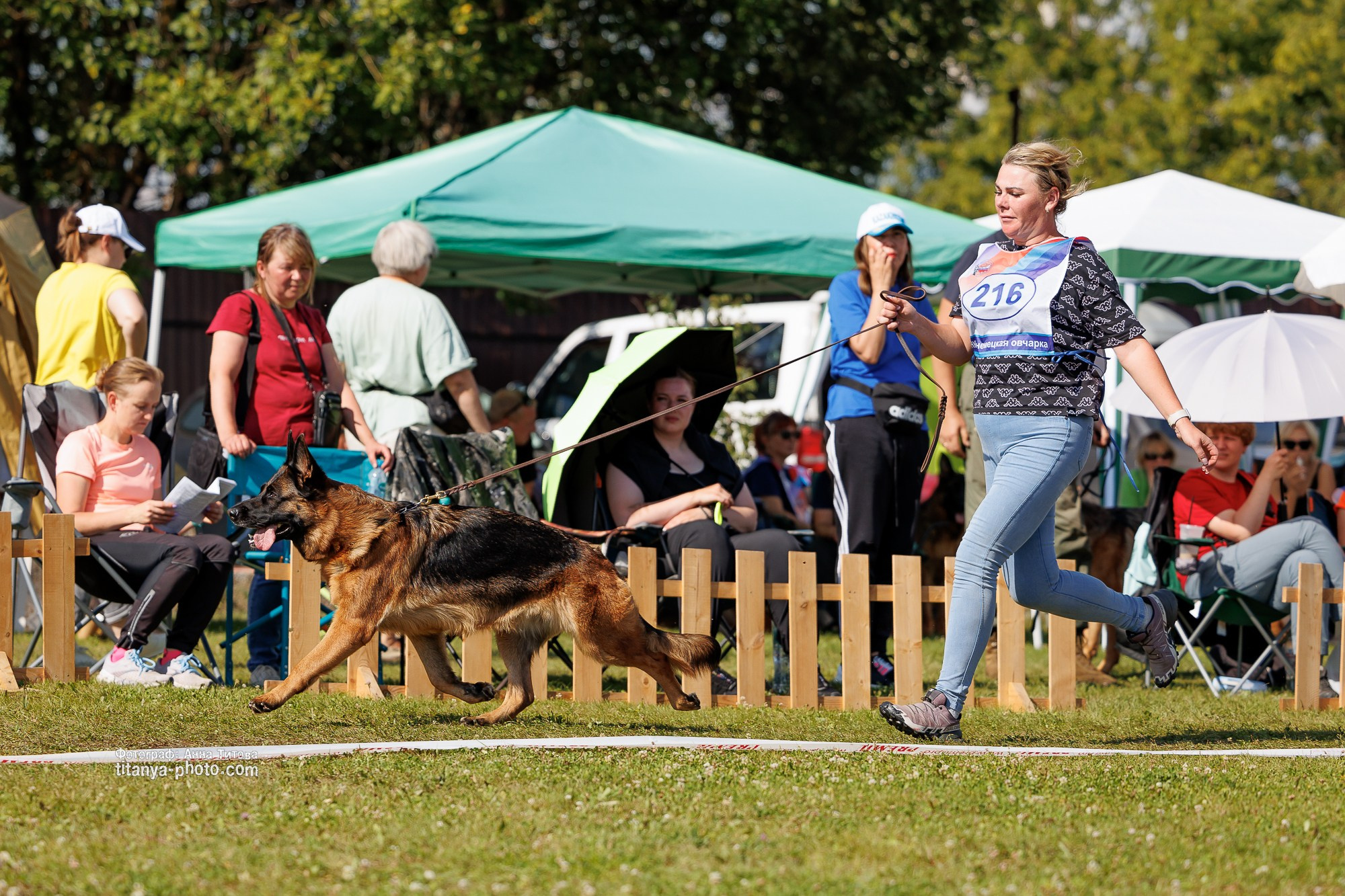 Немецкие овчарки: фото из рингов и вне ринга, мутпроба (фотографии с выставок). Фотограф собак, фотограф-анималист Аня Титова (Titanya). Москва