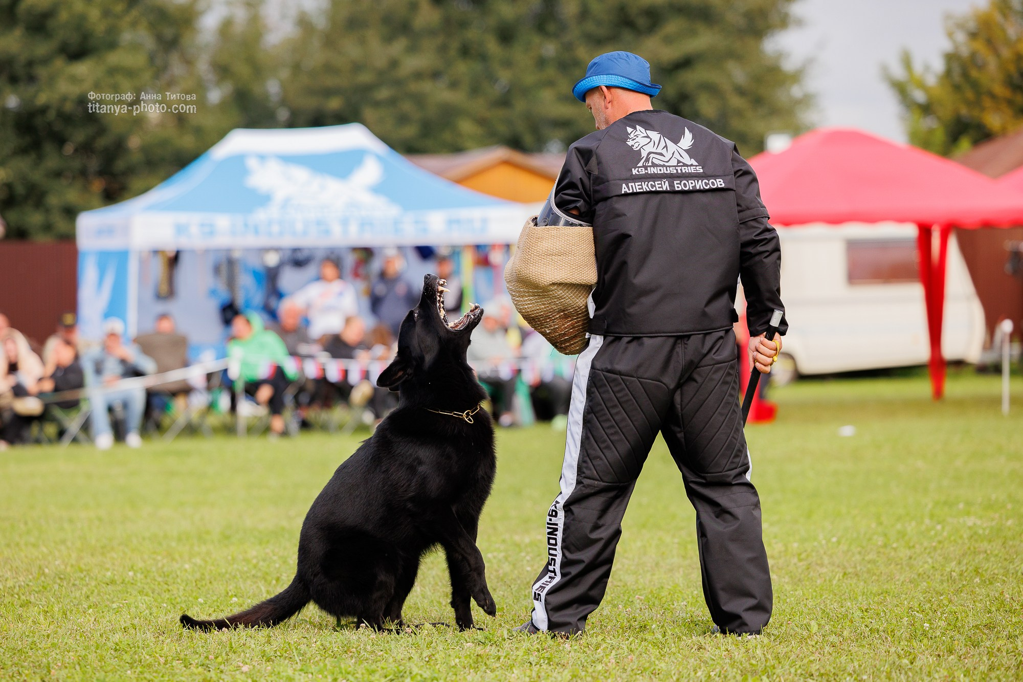 Немецкие овчарки: фото из рингов и вне ринга, мутпроба (фотографии с выставок). Фотограф собак, фотограф-анималист Аня Титова (Titanya). Москва