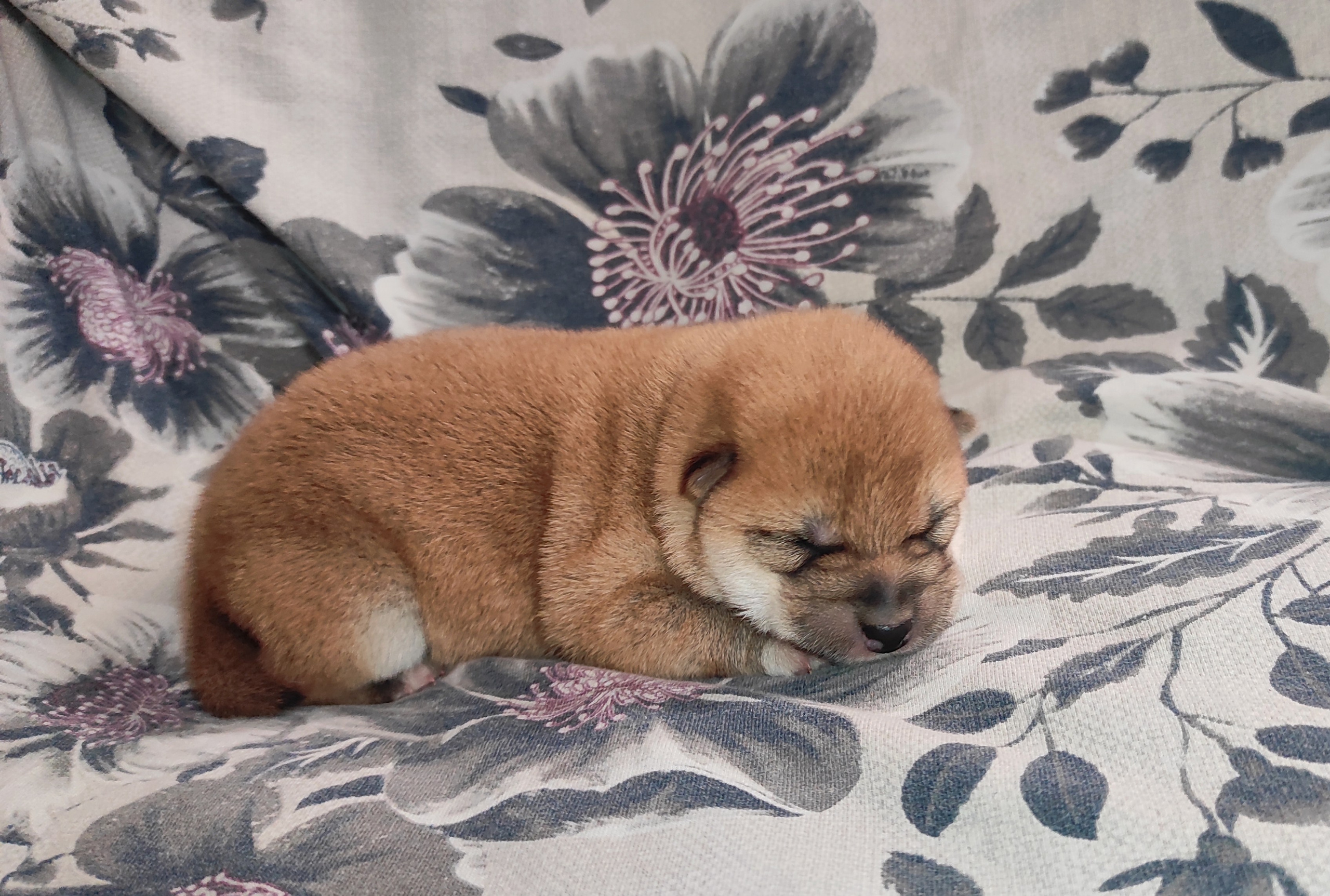 сиба питомник Рубилайт щенки на продажу rubylight  сиба щенки купить СПб Санкт-Петербург 