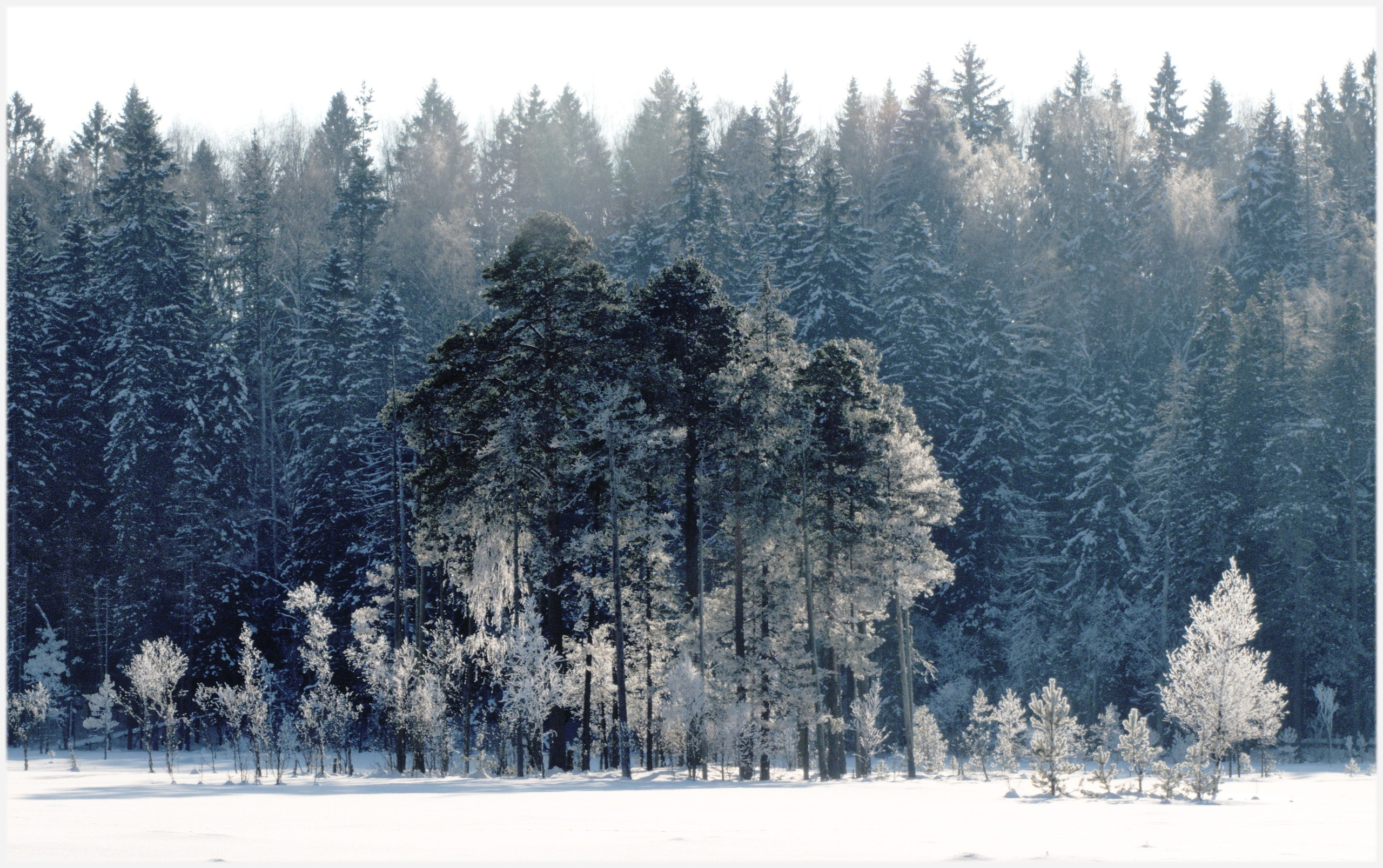 зима.лес.мороз