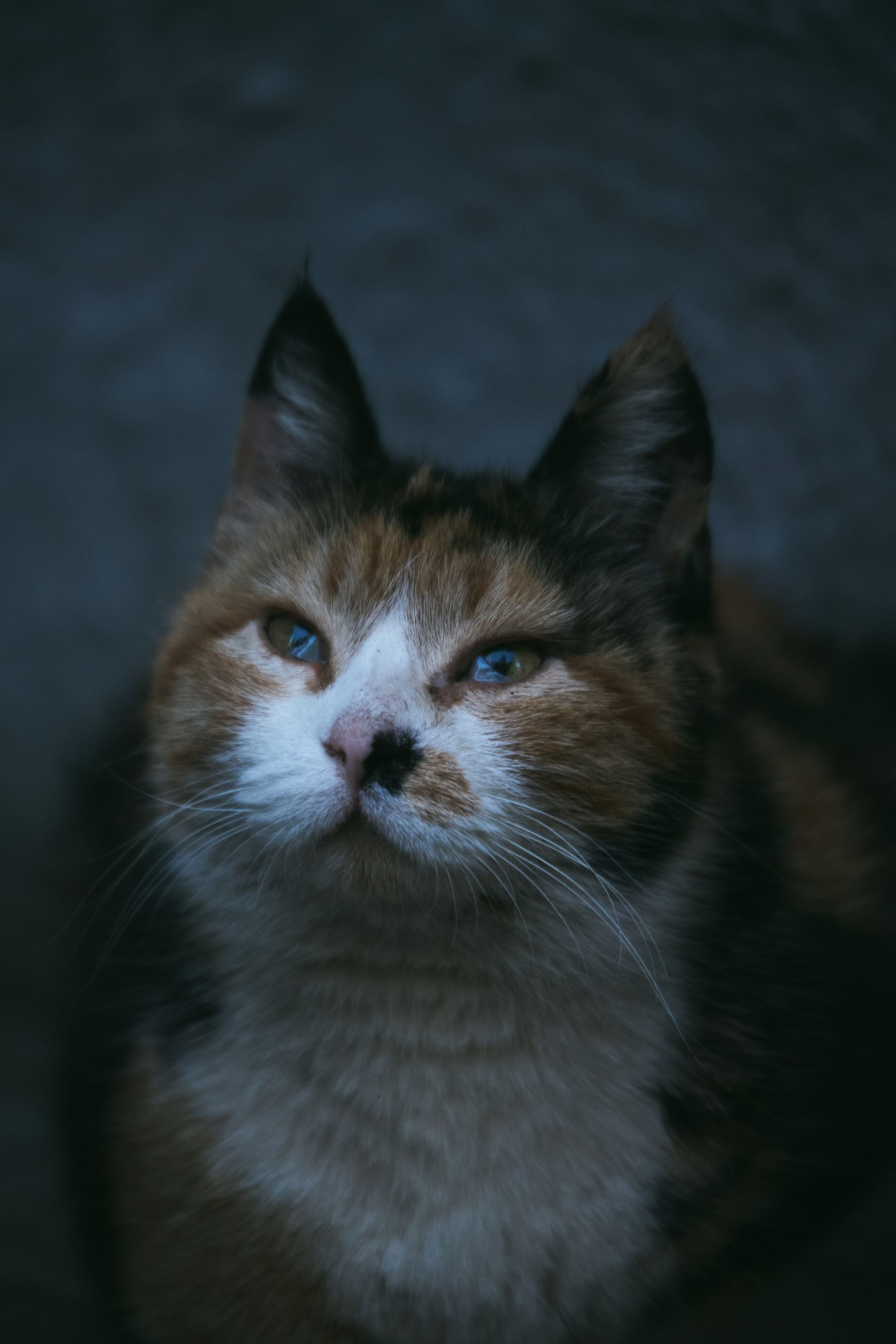 Животные. Фотограф в Ростове-на-Дону Ника Обида