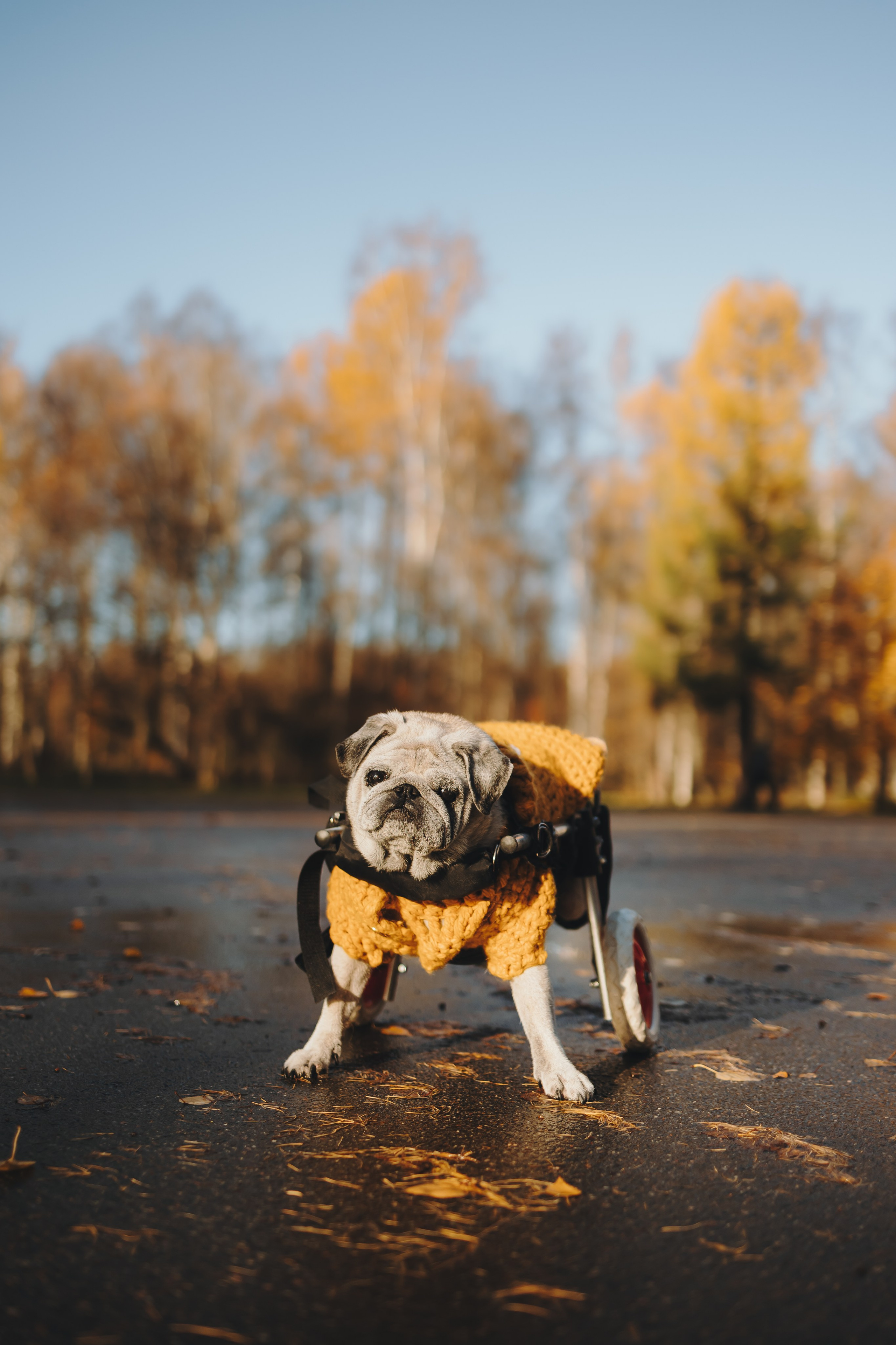 Габи и ребята. Фотограф-анималист в Санкт-Петербурге Алина Яхонт