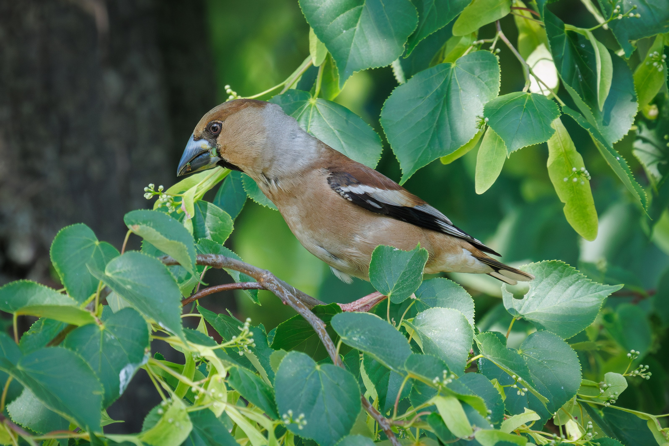 Дубоносик, г. Люберцы, парк "Центральный" Снято на Canon EOS R8, RF 600 mm f11.