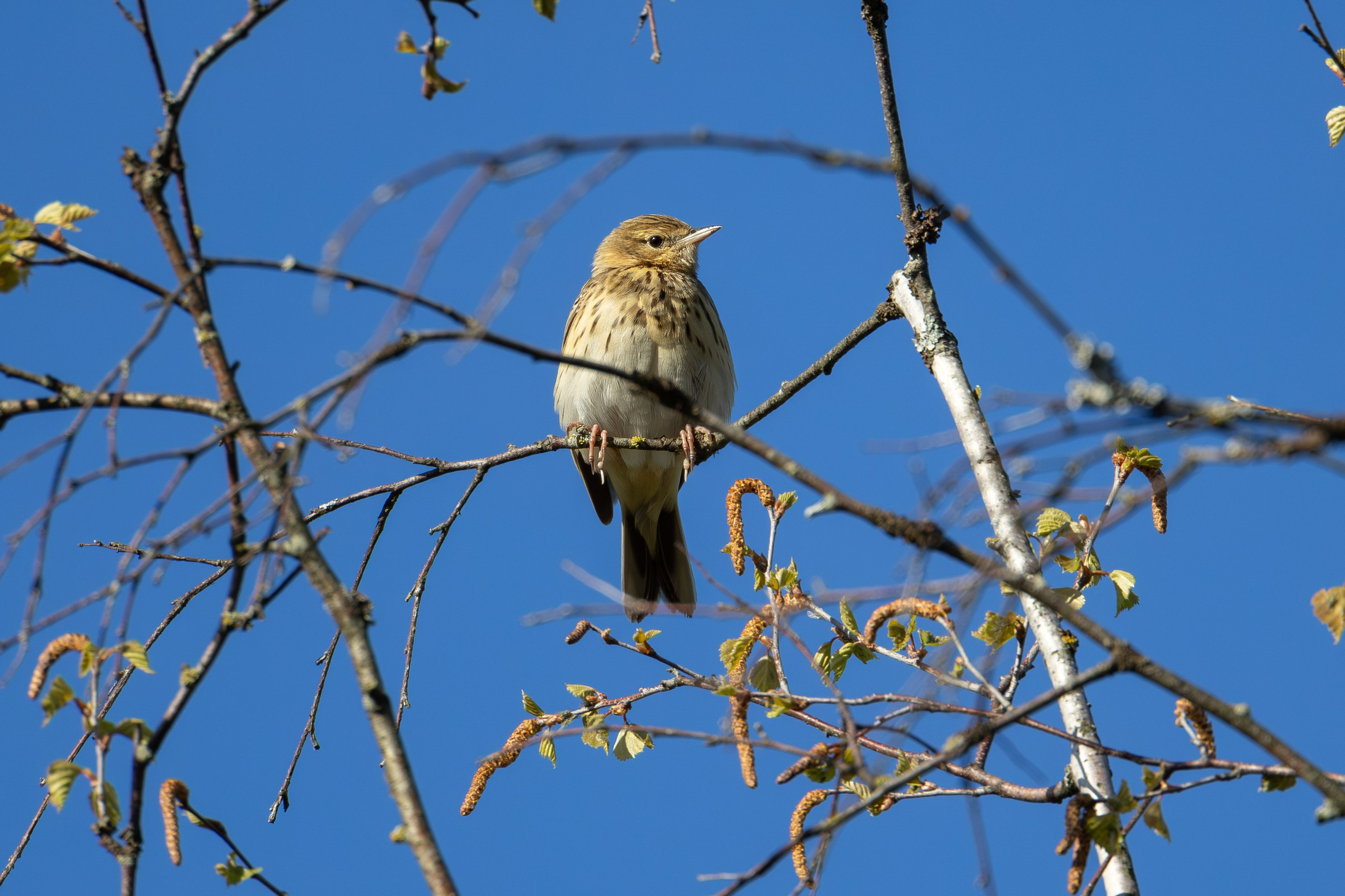 Птицы СНТ «Подлесье». Птицы парков г. Люберцы