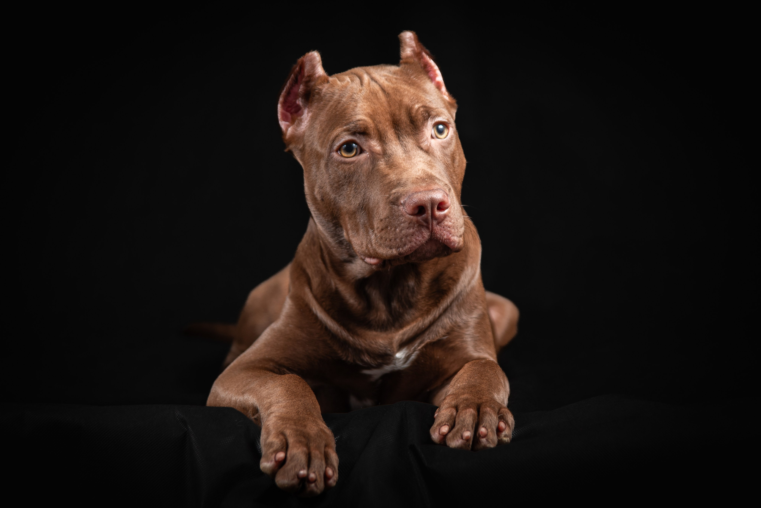 Фотосессия собак на черном фоне в Нижнем Новгороде. Фотограф Макс Огурцов в Нижнем Новгороде