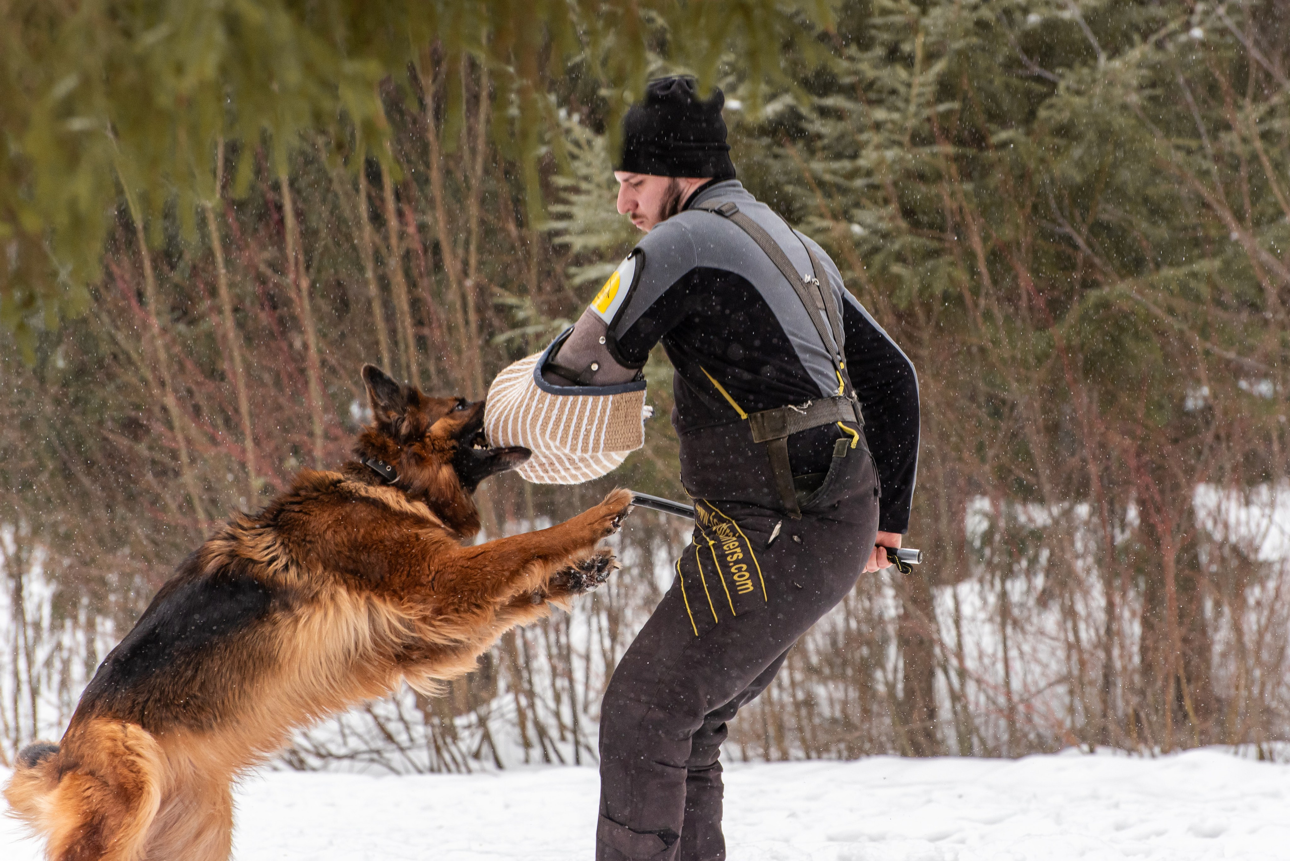 Фотосъёмка с собаками в Кинологическом лагере. Фотограф Макс Огурцов в Нижнем Новгороде